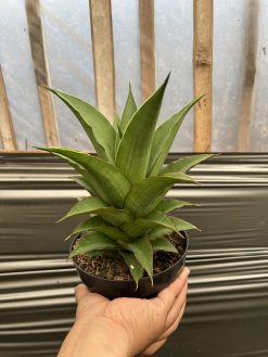 Sansevieria Puyek Size 20 Cm, real gallery image #4 plants. Picture taken directly from kaktus.id community Sansevieria farmer green houses.
