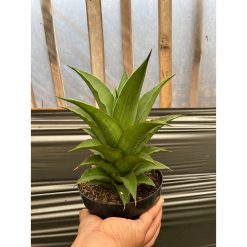 Sansevieria Puyek Size 20 Cm, real feature image plant. Picture taken directly from kaktus.id community Sansevieria farmer green houses.