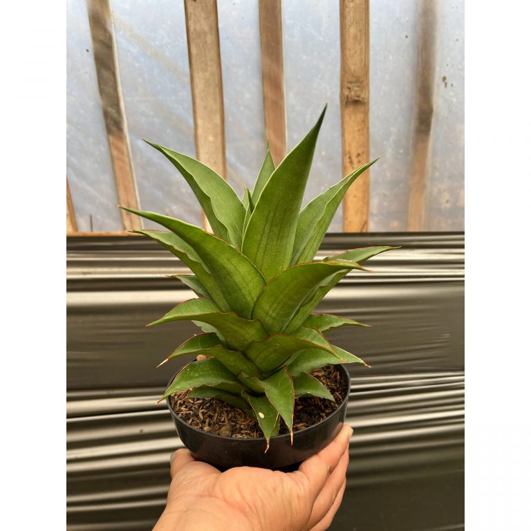1466. Sansevieria Puyek Size 20 Cm
