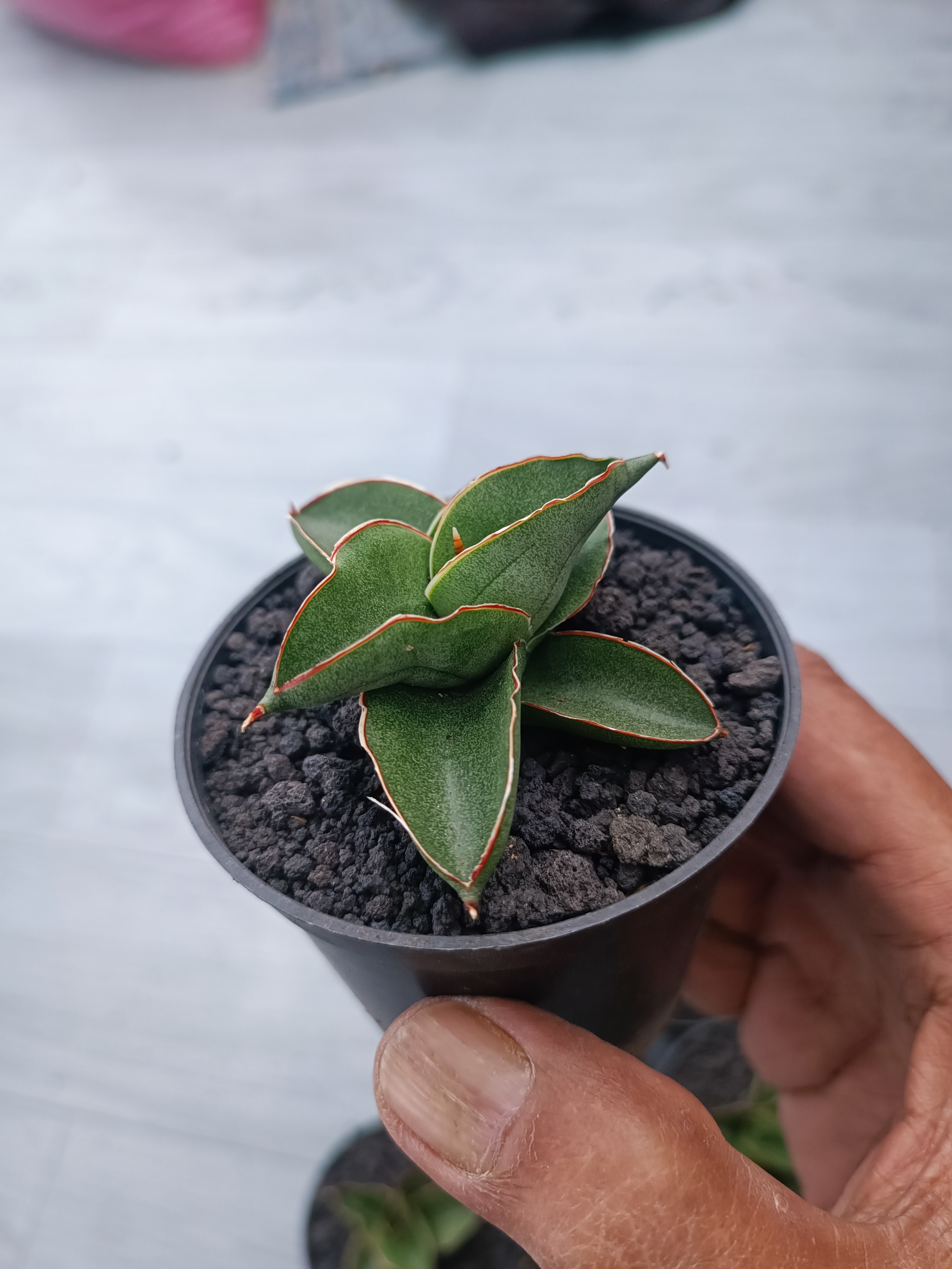 Sansevieria Rajawali 10 Pcs, real gallery image #1 plants. Picture taken directly from kaktus.id community Sansevieria farmer green houses.