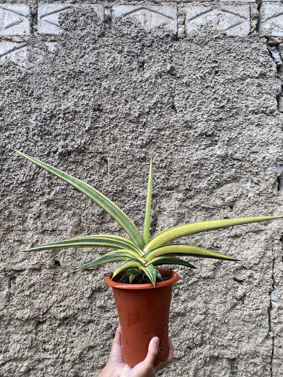 Sansevieria Robusta Dwarf Variegated size 60 cm, real gallery image #1 plants. Picture taken directly from kaktus.id community Sansevieria farmer green houses.