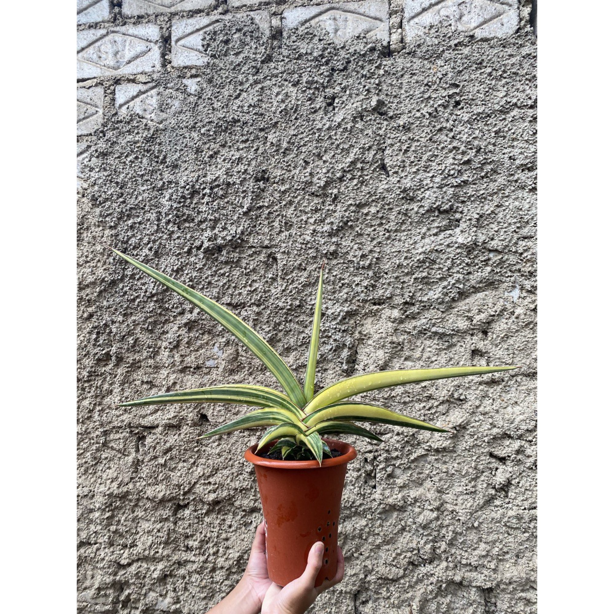 Sansevieria Robusta Dwarf Variegated size 60 cm, real feature image plant. Picture taken directly from kaktus.id community Sansevieria farmer green houses.