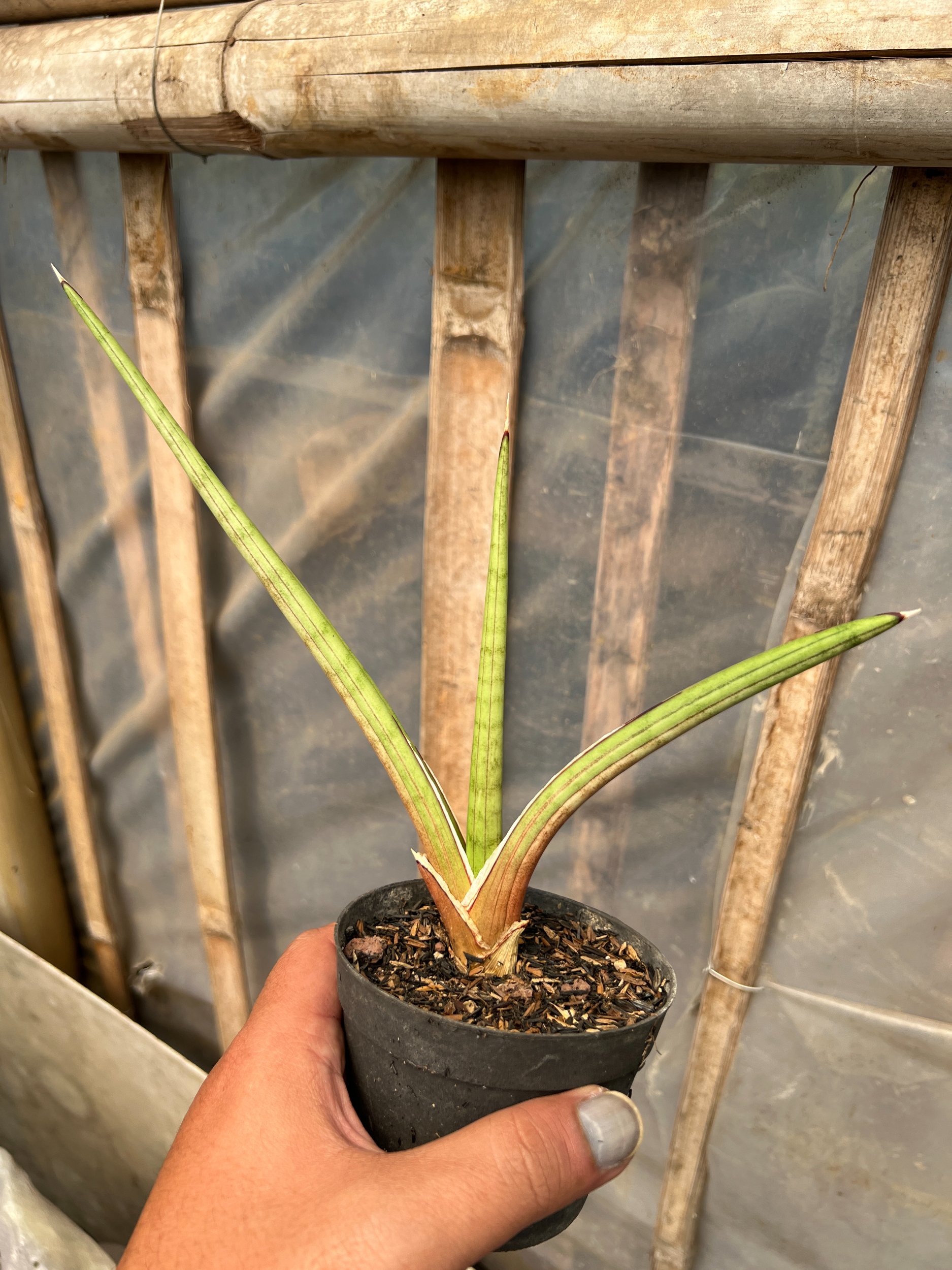 Sansevieria Rodesiana Pink, real gallery image #1 plants. Picture taken directly from kaktus.id community Sansevieria farmer green houses.