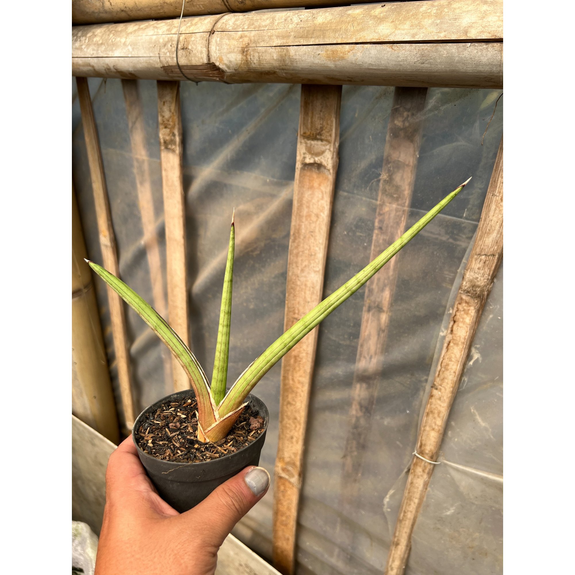 Sansevieria Rodesiana Pink, real feature image plant. Picture taken directly from kaktus.id community Sansevieria farmer green houses.