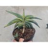 Sansevieria Rorida Variegated Size 16 Cm, real feature image plant. Picture taken directly from kaktus.id community Sansevieria farmer green houses.