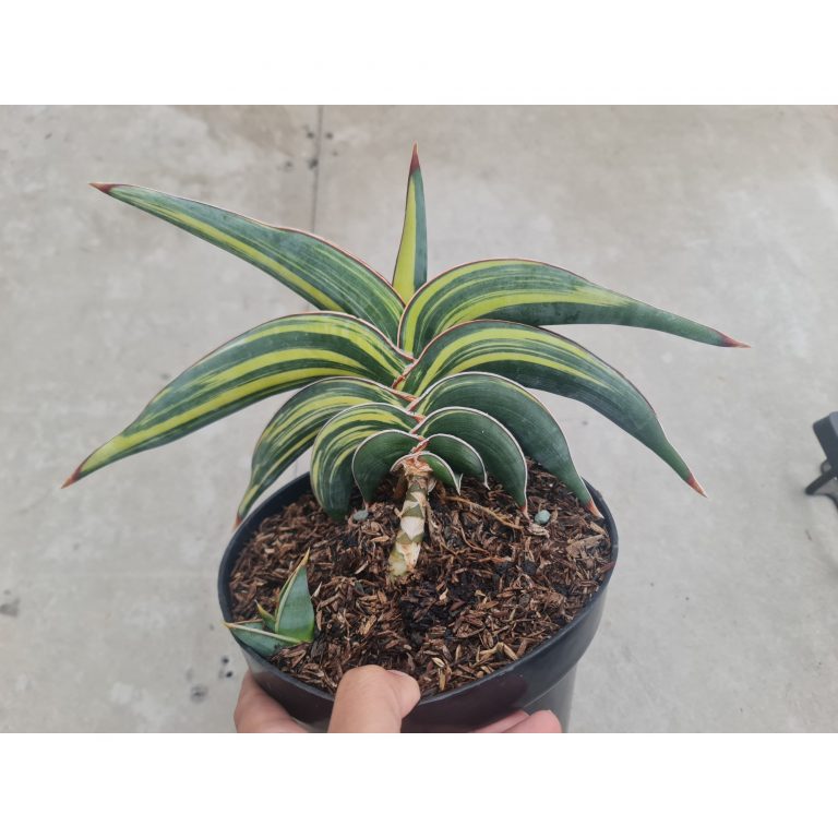 1034. Sansevieria Rorida Variegated Size 16 Cm