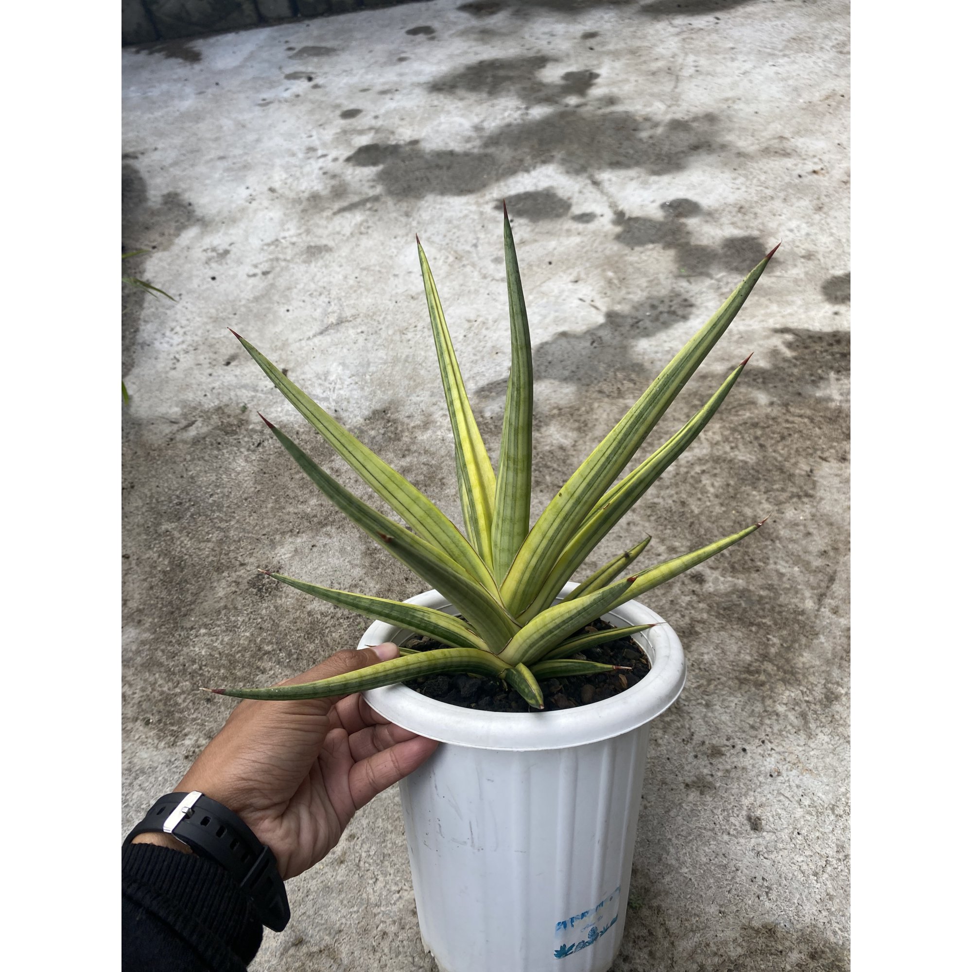Sansevieria Royal Crown Size 25cm, real feature image plant. Picture taken directly from kaktus.id community Sansevieria farmer green houses.