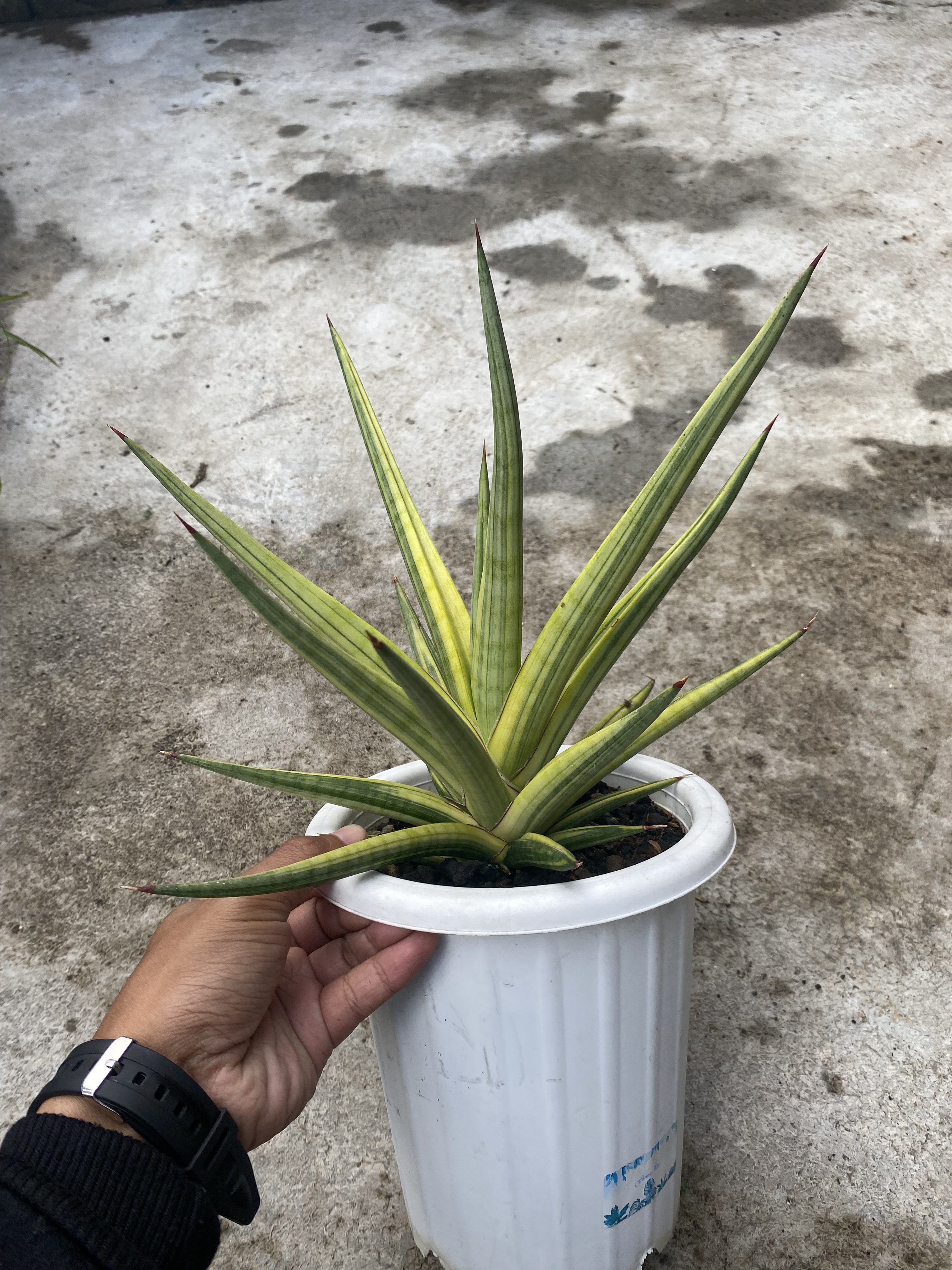 Sansevieria Royal Crown Size 25cm, real gallery image #1 plants. Picture taken directly from kaktus.id community Sansevieria farmer green houses.
