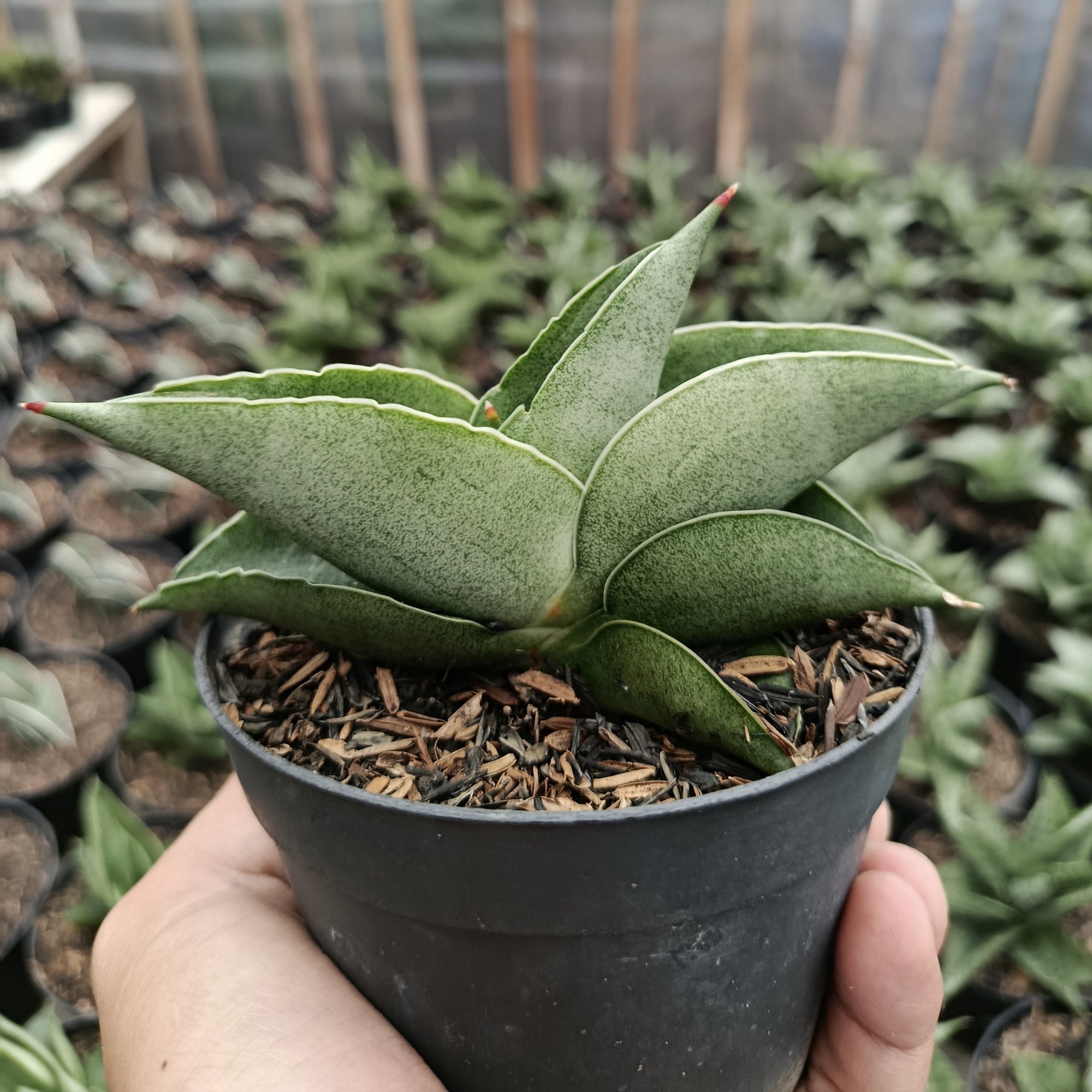Sansevieria Sahara, real feature image plant. Picture taken directly from kaktus.id community Sansevieria farmer green houses.