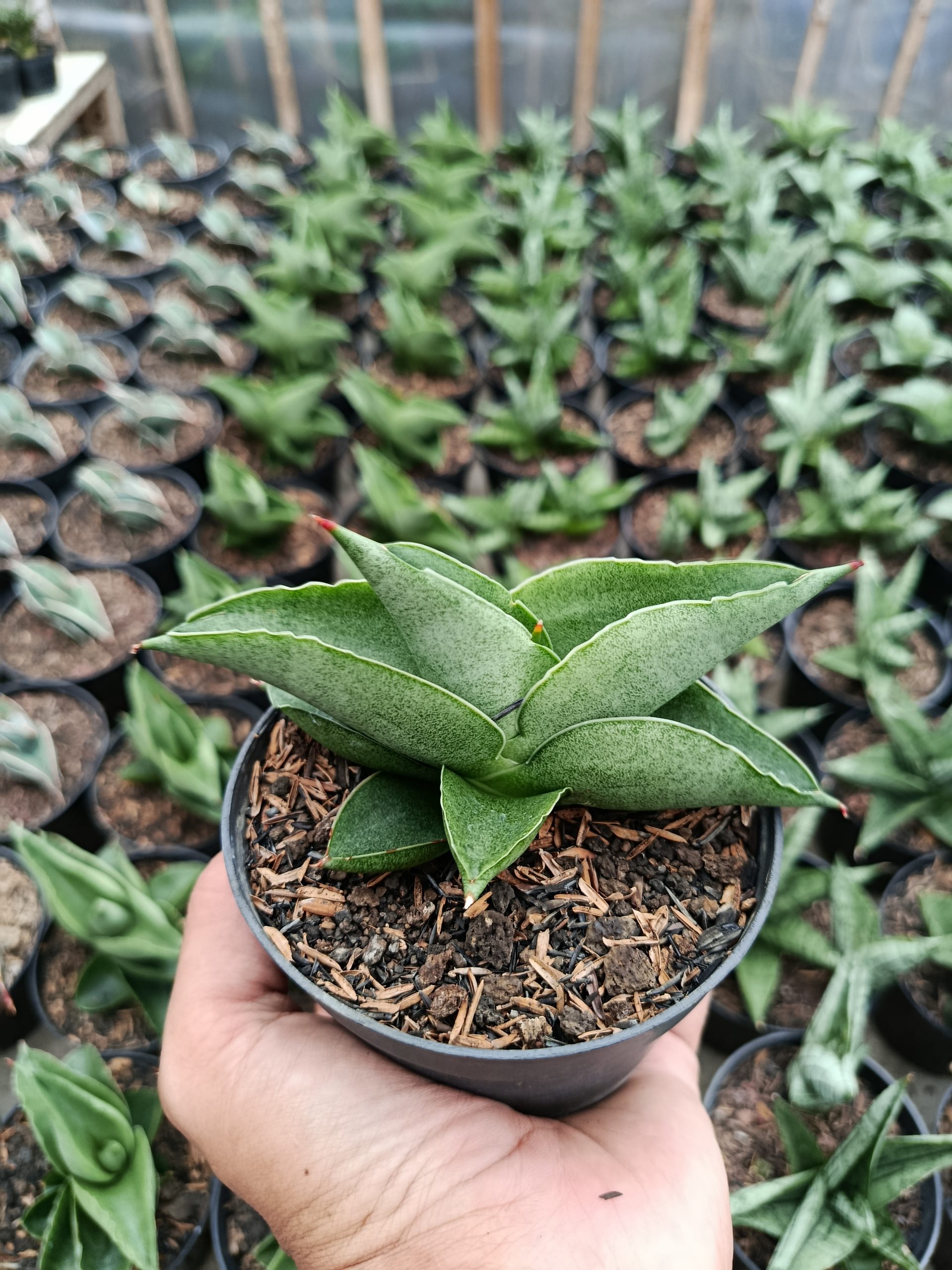 Sansevieria Sahara, real gallery image #1 plants. Picture taken directly from kaktus.id community Sansevieria farmer green houses.