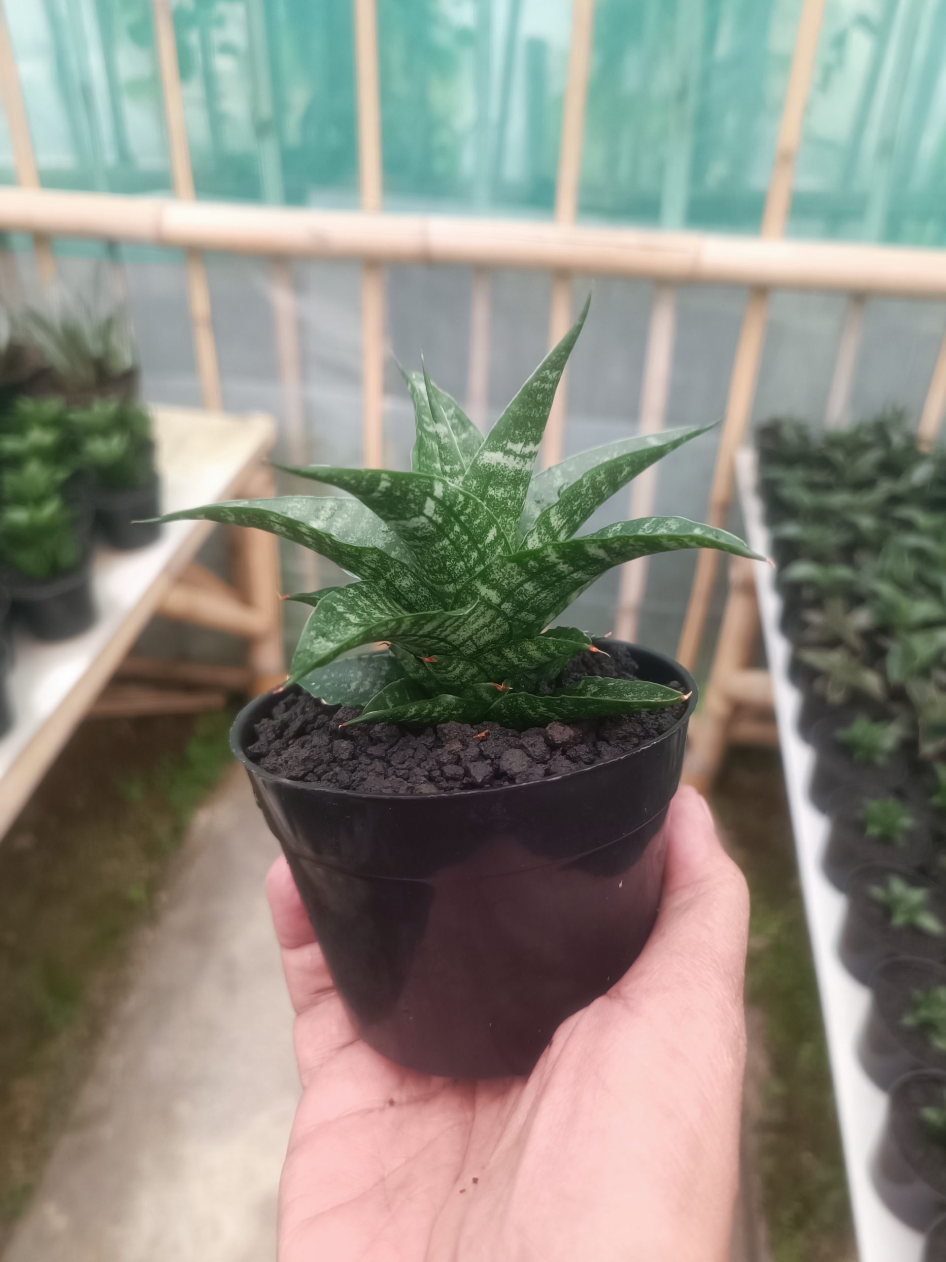 Sansevieria Salsabila, real gallery image #1 plants. Picture taken directly from kaktus.id community Sansevieria farmer green houses.
