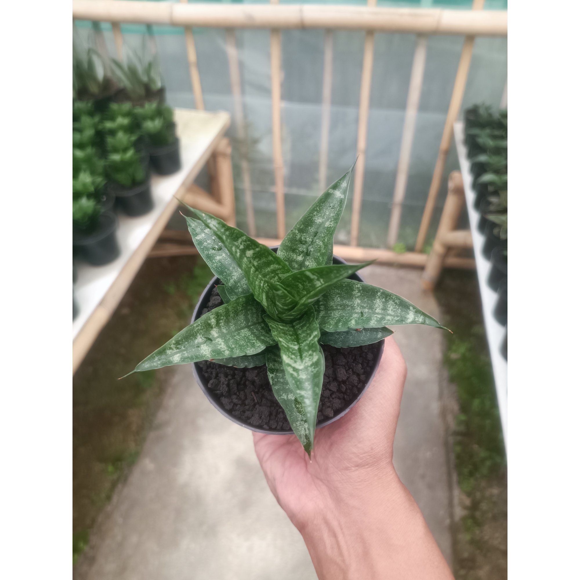 Sansevieria Salsabila, real feature image plant. Picture taken directly from kaktus.id community Sansevieria farmer green houses.