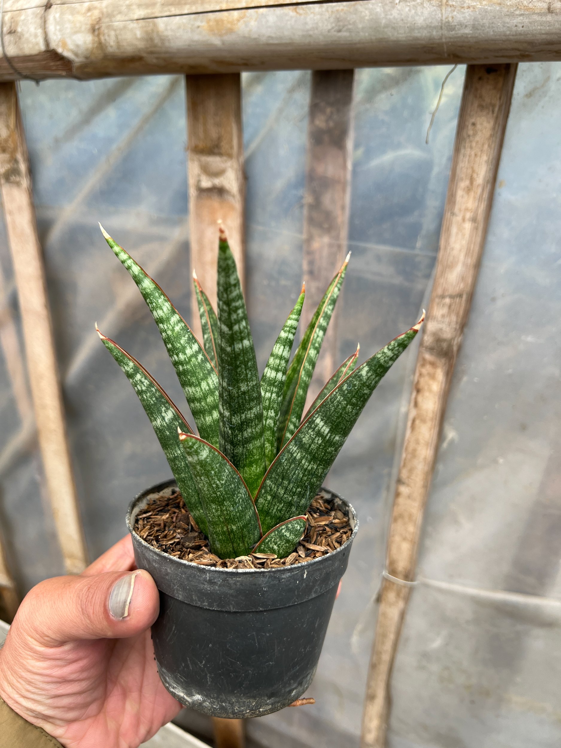 Sansevieria Samosir, real gallery image #1 plants. Picture taken directly from kaktus.id community Sansevieria farmer green houses.