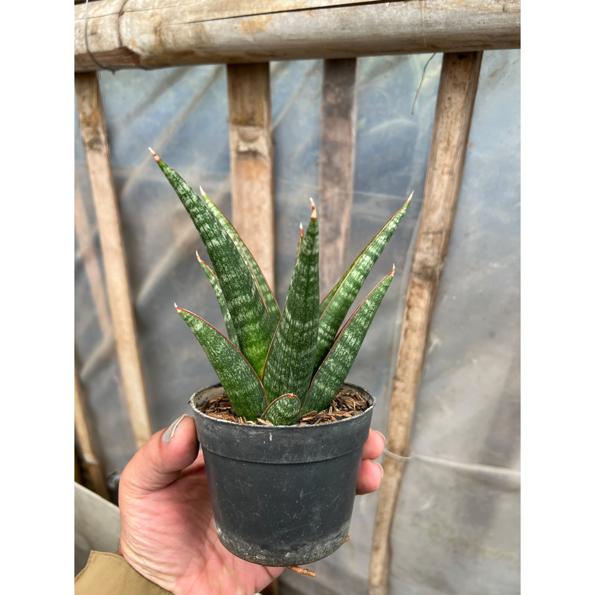 Sansevieria Samosir, real feature image plant. Picture taken directly from kaktus.id community Sansevieria farmer green houses.