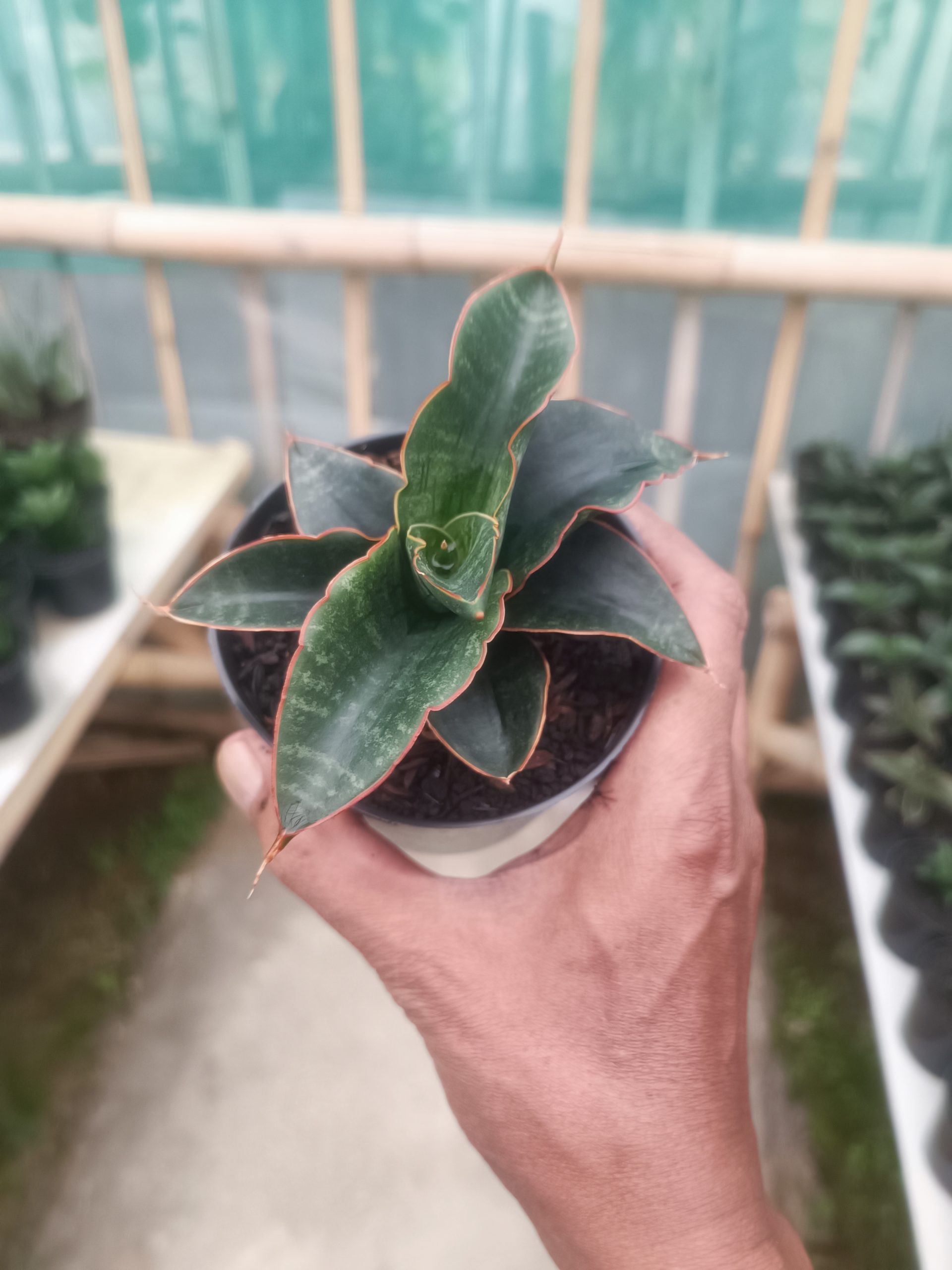Sansevieria Saung, real gallery image #1 plants. Picture taken directly from kaktus.id community Sansevieria farmer green houses.