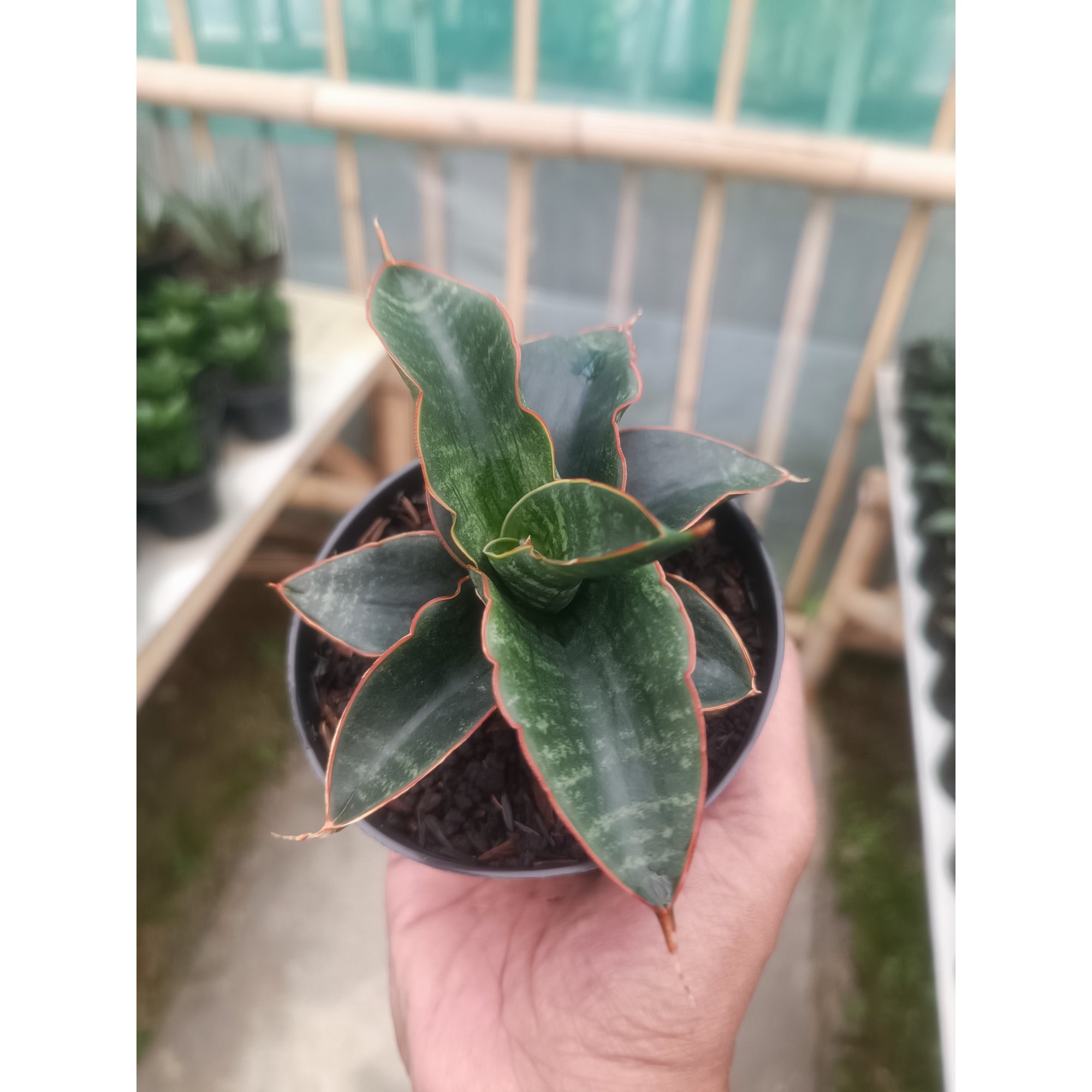 Sansevieria Saung, real feature image plant. Picture taken directly from kaktus.id community Sansevieria farmer green houses.
