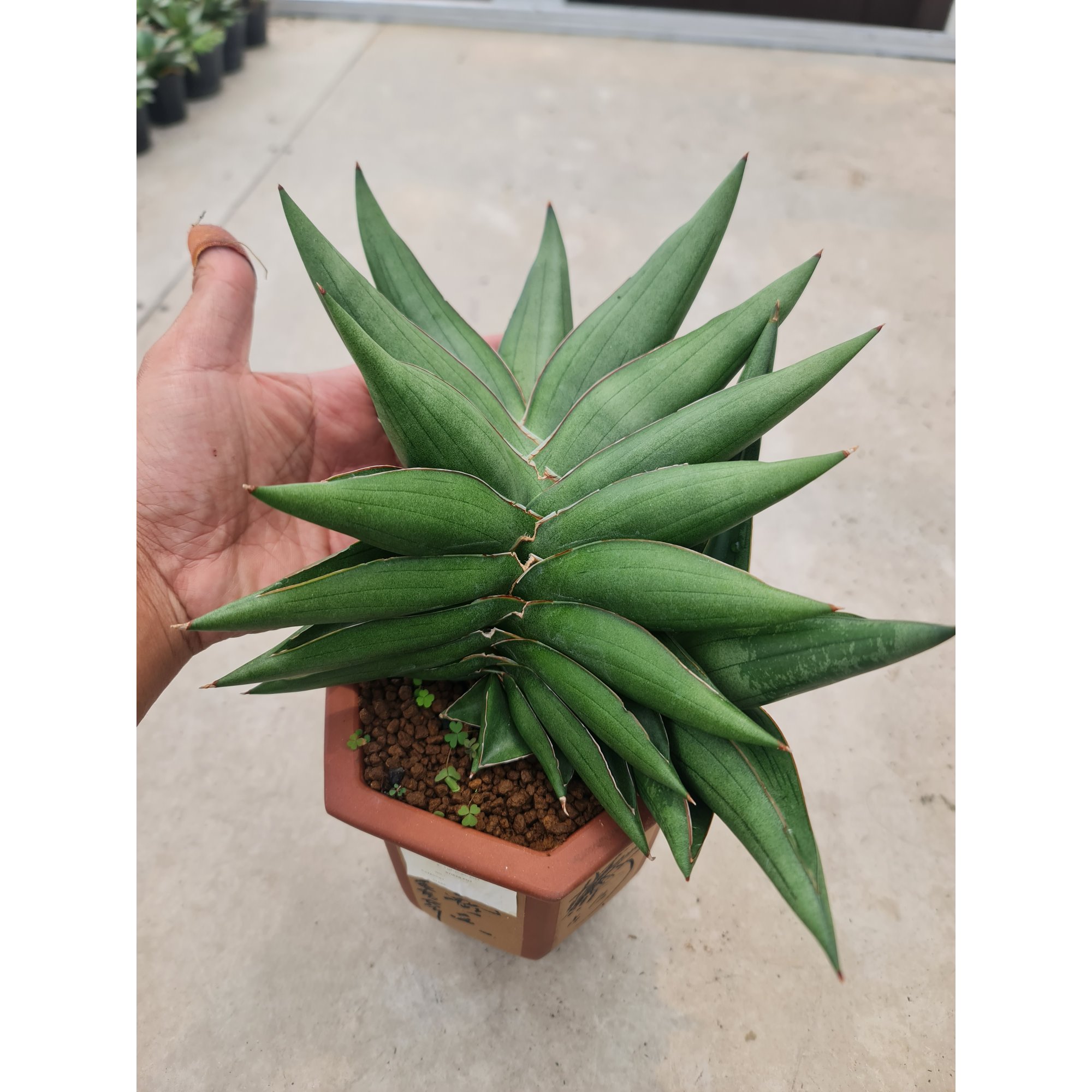 Sansevieria Sawasdee, real feature image plant. Picture taken directly from kaktus.id community Sansevieria farmer green houses.