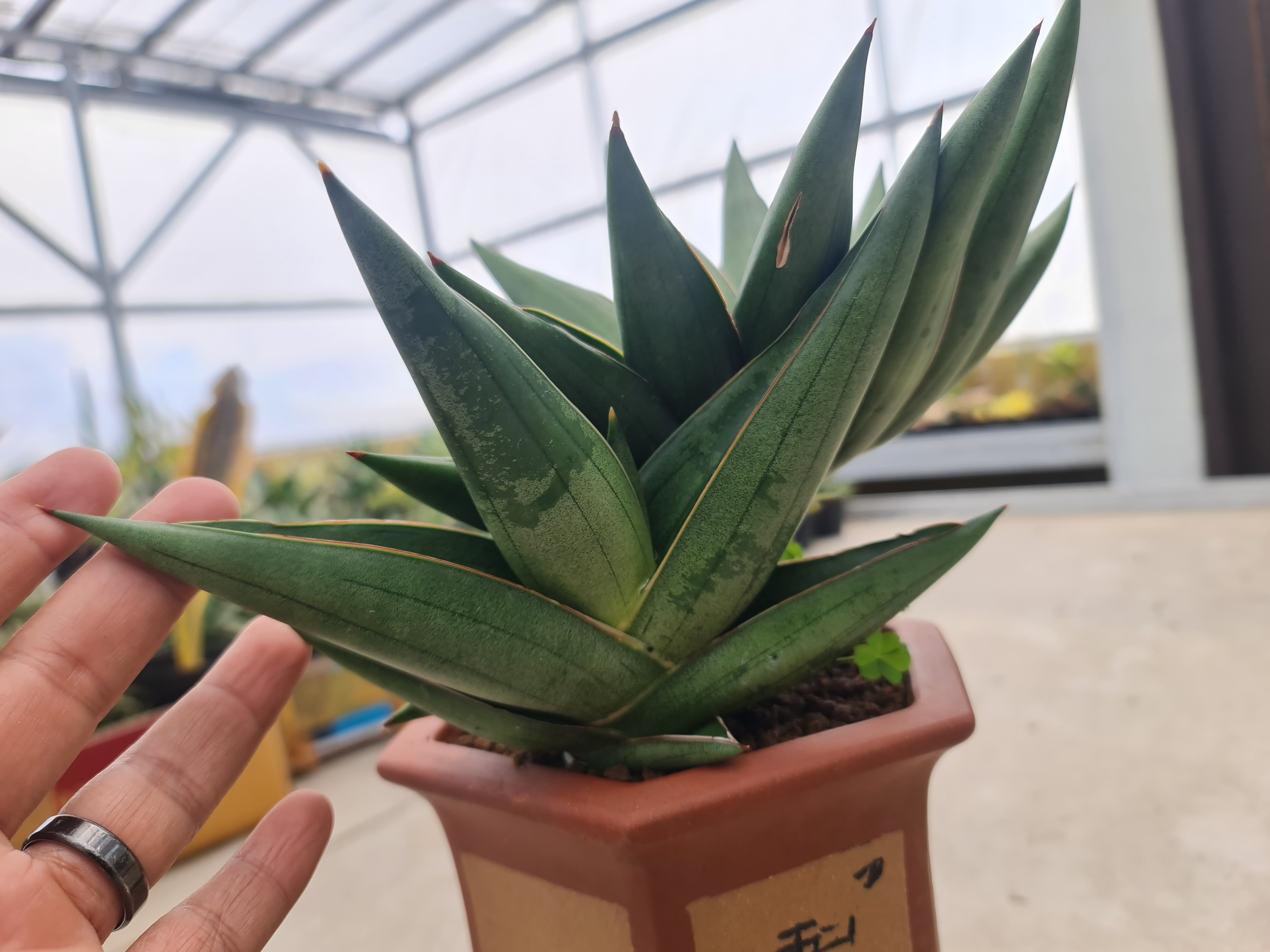 Sansevieria Sawasdee, real gallery image #1 plants. Picture taken directly from kaktus.id community Sansevieria farmer green houses.