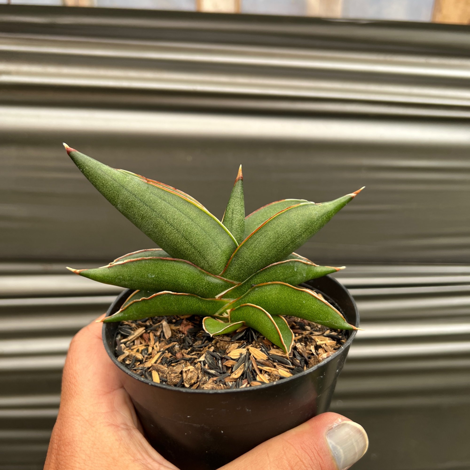 Sansevieria Sawasdee size 10 cm, real feature image plant. Picture taken directly from kaktus.id community Sansevieria farmer green houses.