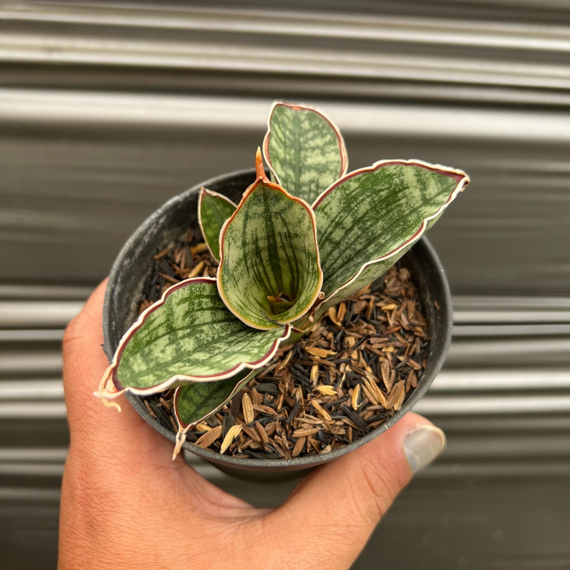 Sansevieria Scimi Silver, real feature image plant. Picture taken directly from kaktus.id community Sansevieria farmer green houses.