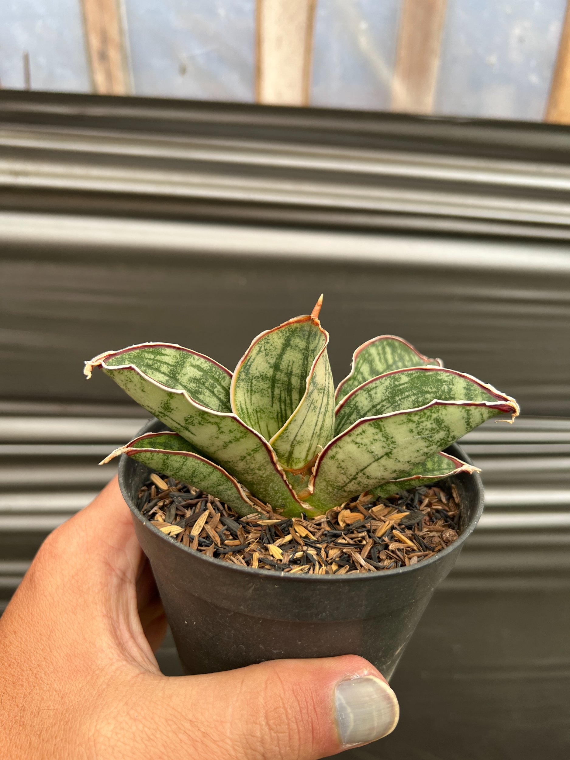 Sansevieria Scimi Silver, real gallery image #1 plants. Picture taken directly from kaktus.id community Sansevieria farmer green houses.