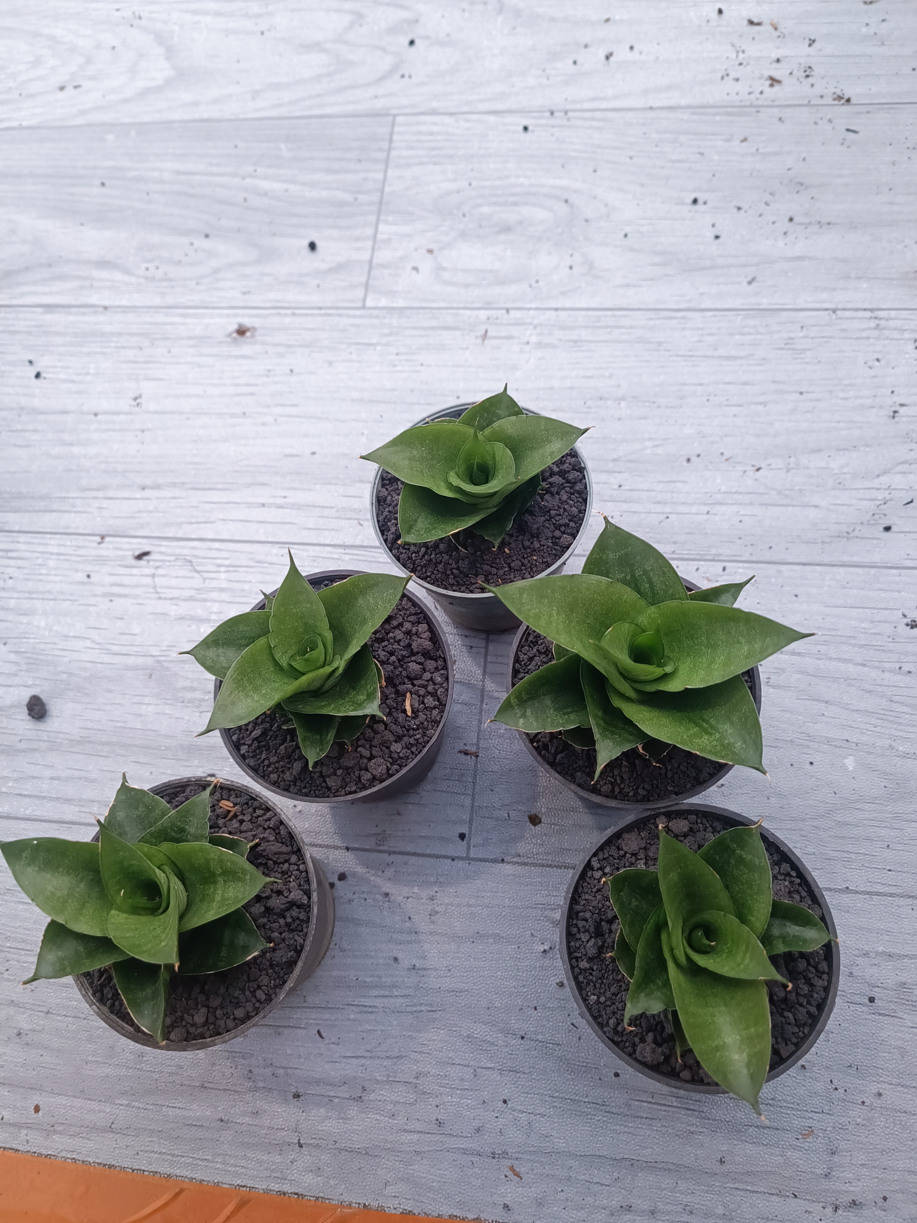 Sansevieria Siela Size 8 Cm 5 Pcs, real gallery image #1 plants. Picture taken directly from kaktus.id community Sansevieria farmer green houses.