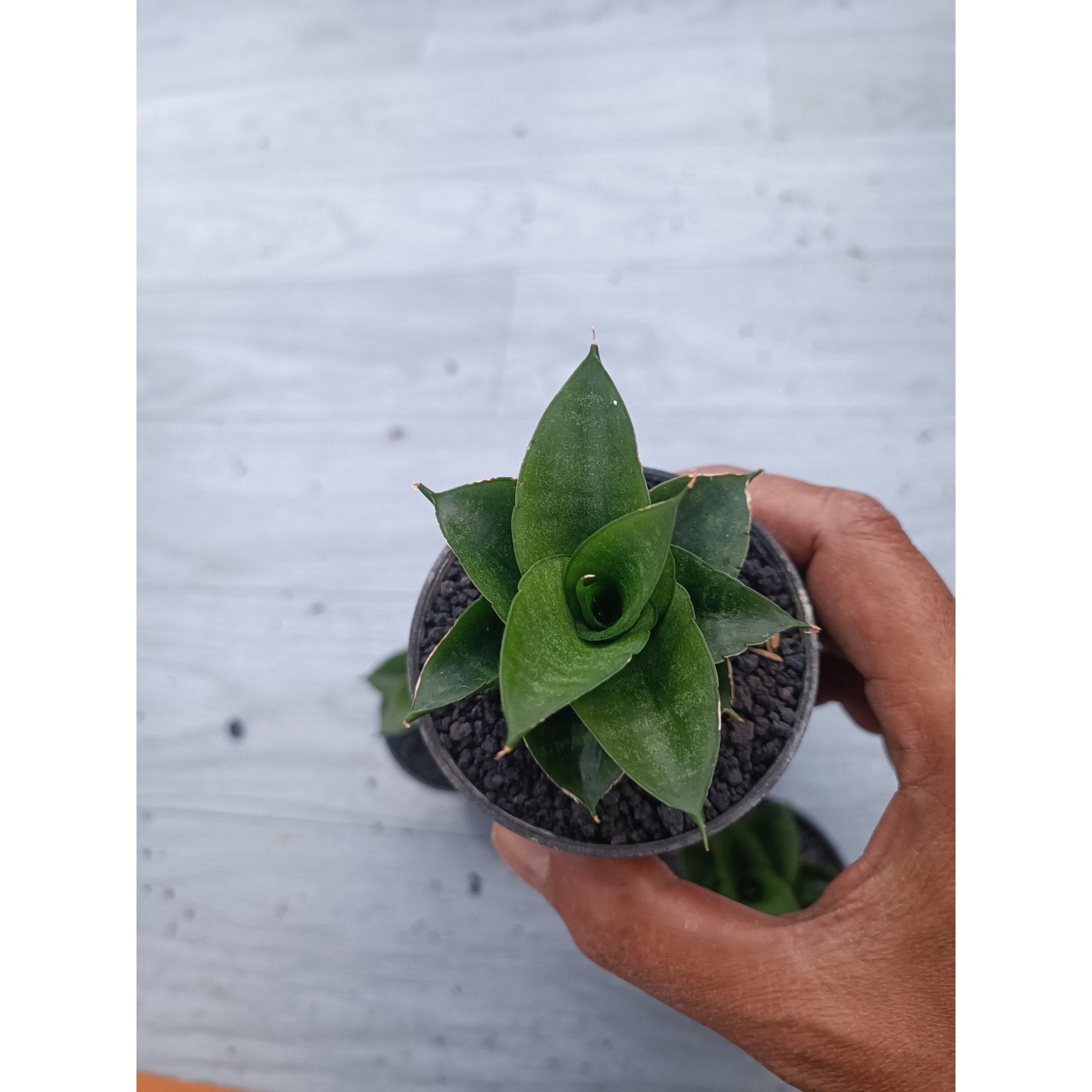 Sansevieria Siela Size 8 Cm 5 Pcs, real feature image plant. Picture taken directly from kaktus.id community Sansevieria farmer green houses.