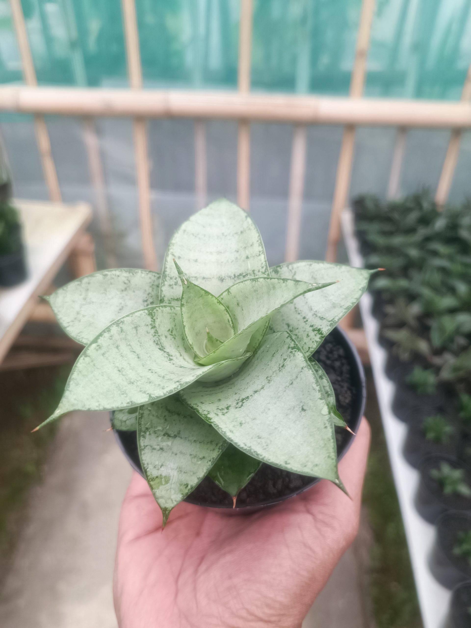 Sansevieria Siliwangi, real gallery image #1 plants. Picture taken directly from kaktus.id community Sansevieria farmer green houses.
