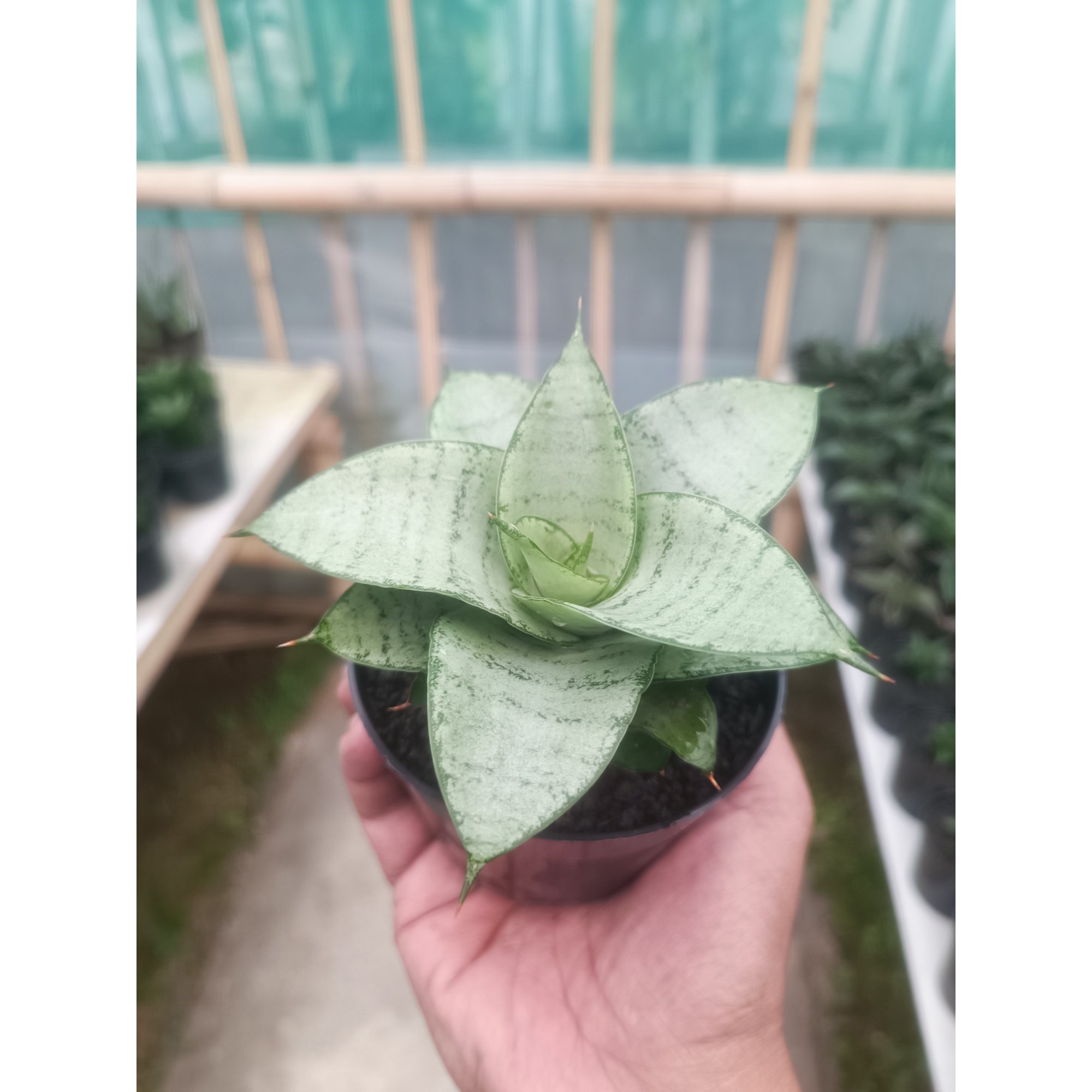 Sansevieria Siliwangi, real feature image plant. Picture taken directly from kaktus.id community Sansevieria farmer green houses.