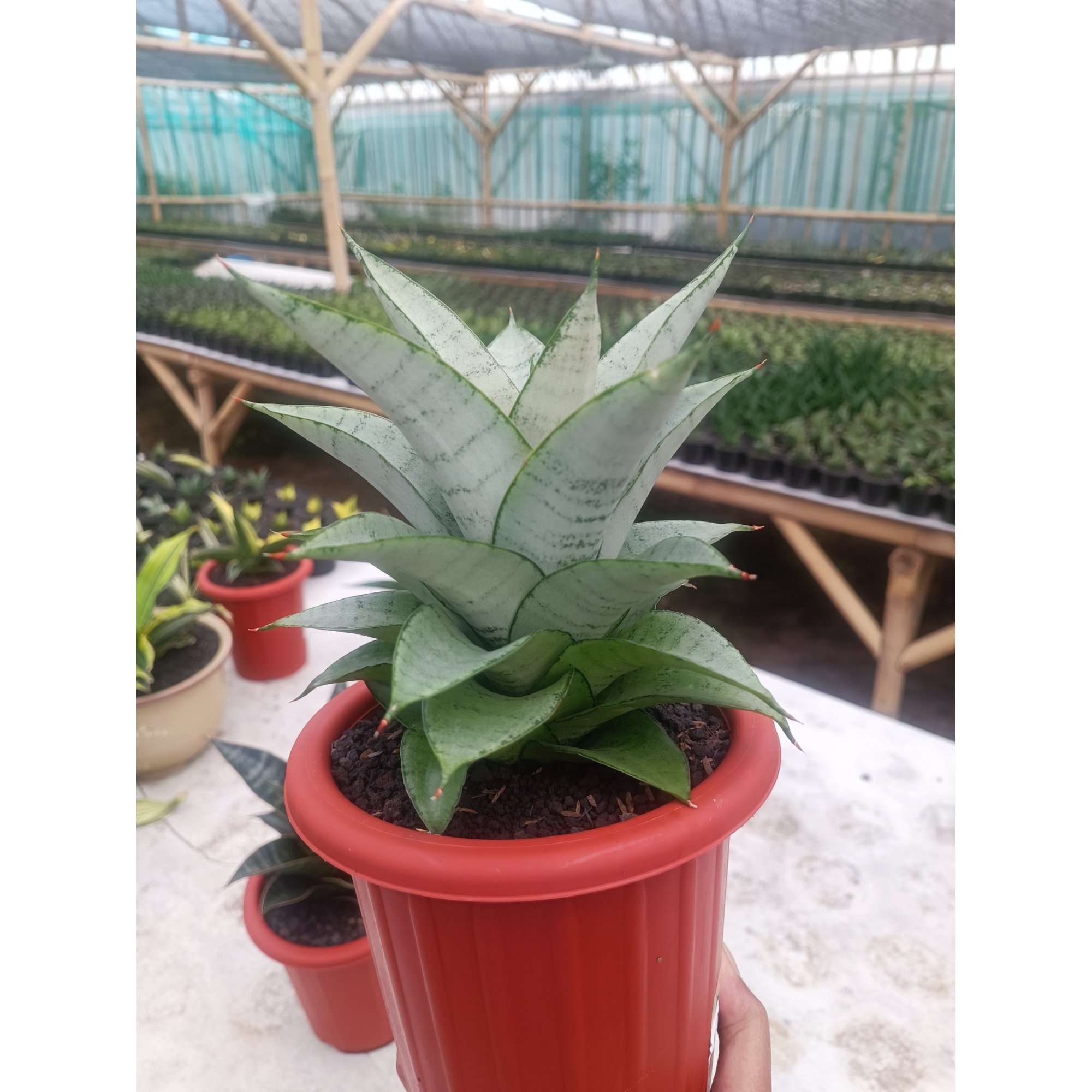 Sansevieria Siliwangi size 18 cm, real feature image plant. Picture taken directly from kaktus.id community Sansevieria farmer green houses.