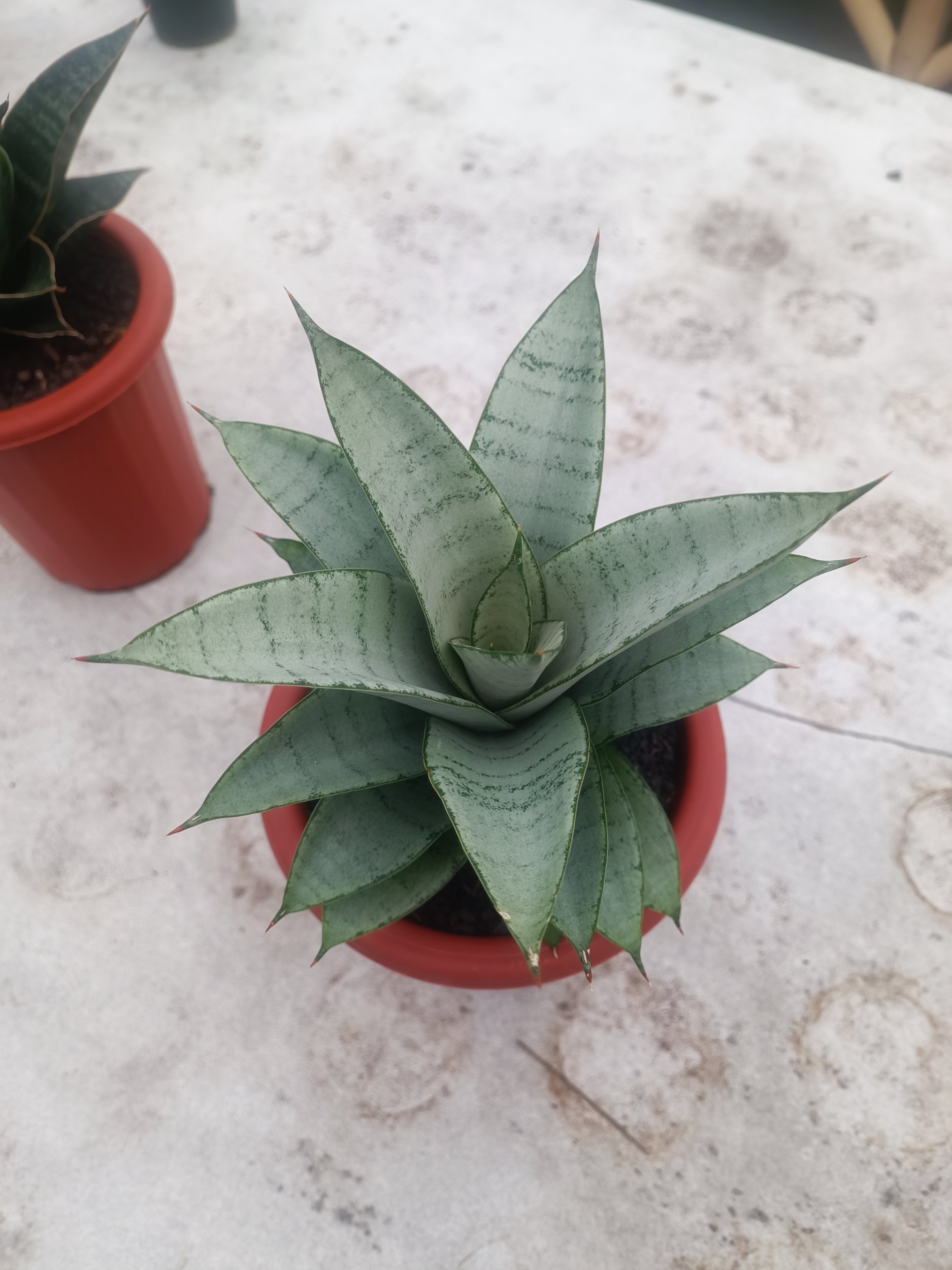 Sansevieria Siliwangi size 18 cm, real gallery image #1 plants. Picture taken directly from kaktus.id community Sansevieria farmer green houses.
