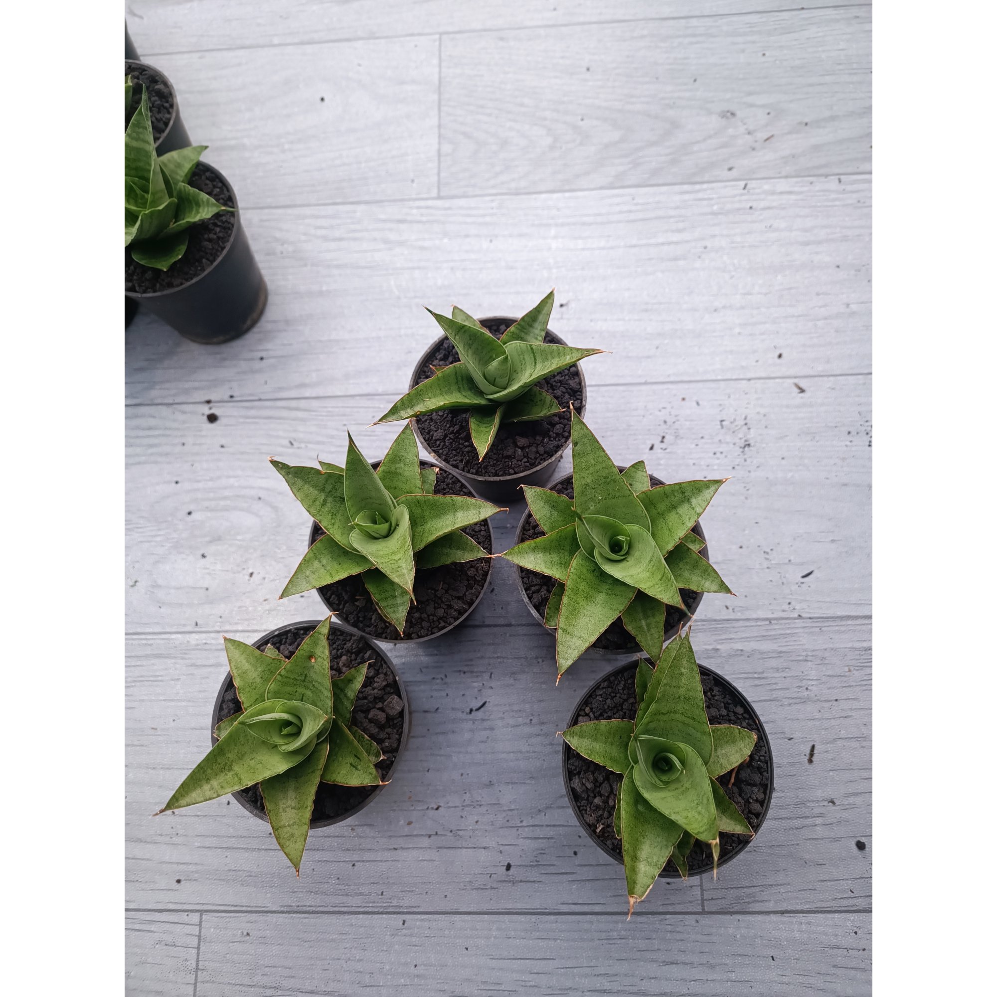 Sansevieria Silver Beauty 5 Pcs, real feature image plant. Picture taken directly from kaktus.id community Sansevieria farmer green houses.