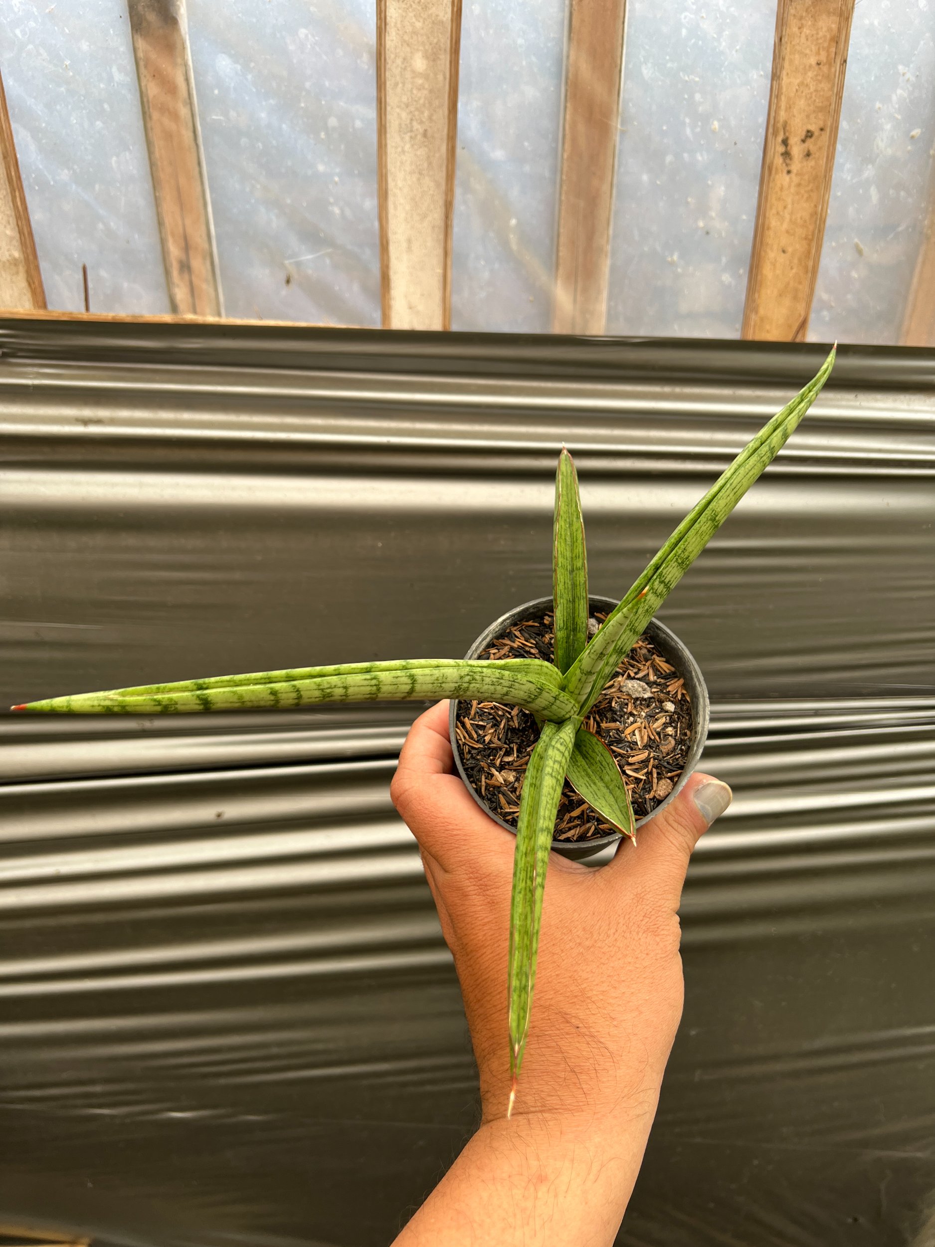 Sansevieria Silver Surfer, real gallery image #1 plants. Picture taken directly from kaktus.id community Sansevieria farmer green houses.