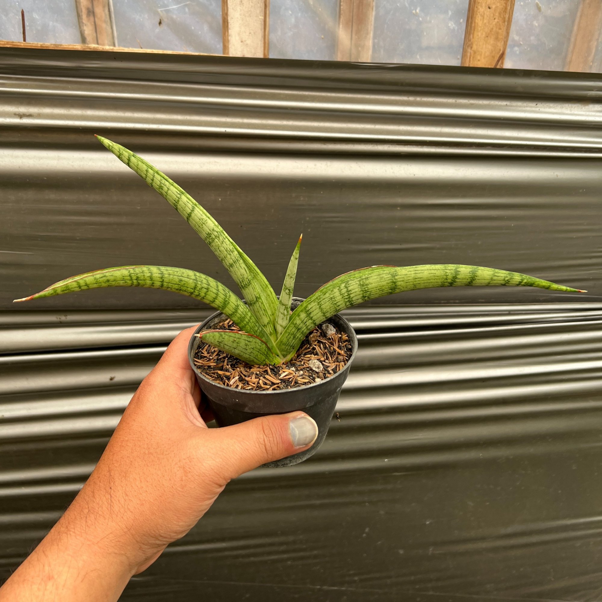 Sansevieria Silver Surfer, real feature image plant. Picture taken directly from kaktus.id community Sansevieria farmer green houses.