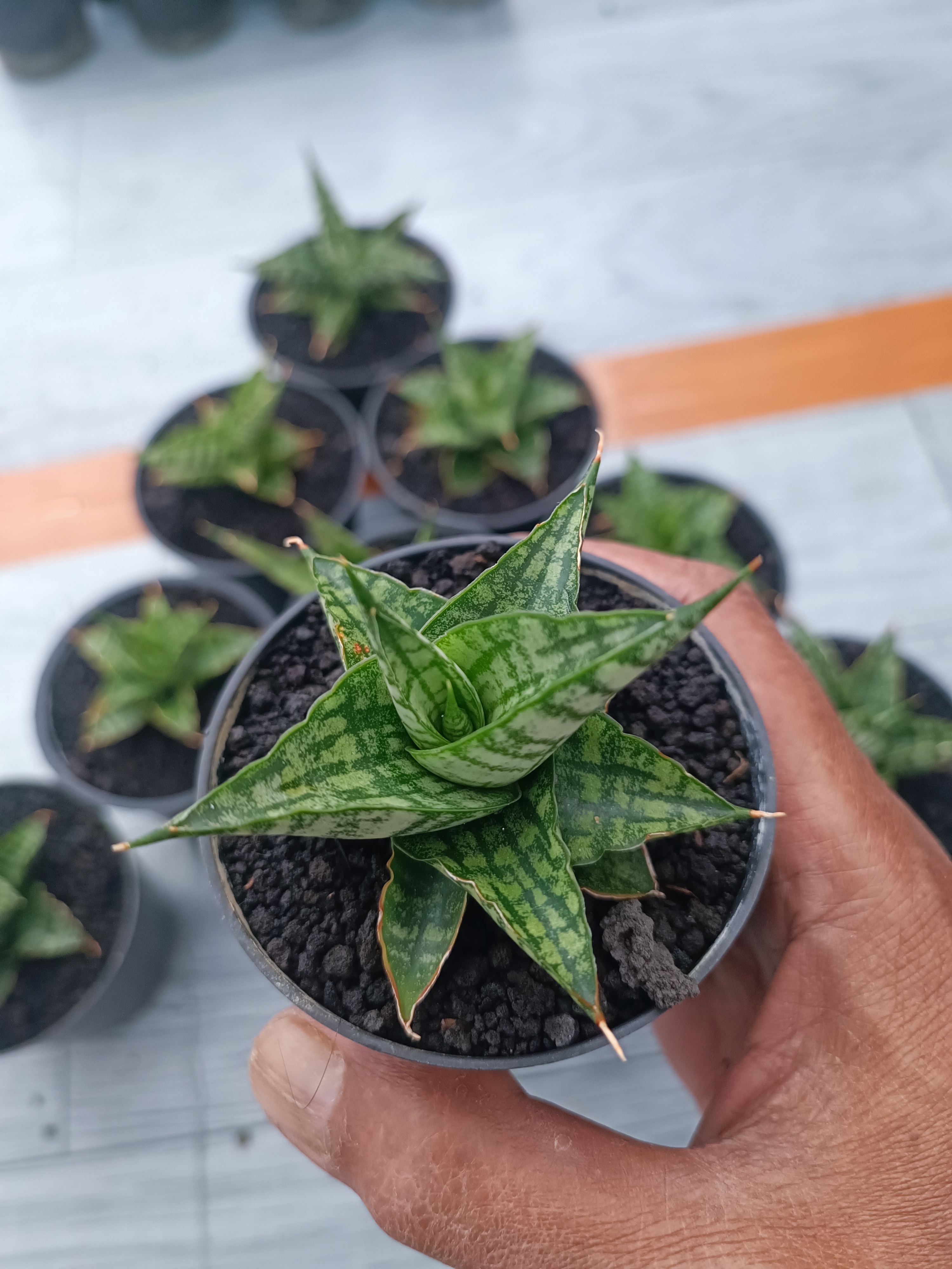 Sansevieria Sindoro Size 8 Cm 10 Pcs, real gallery image #1 plants. Picture taken directly from kaktus.id community Sansevieria farmer green houses.