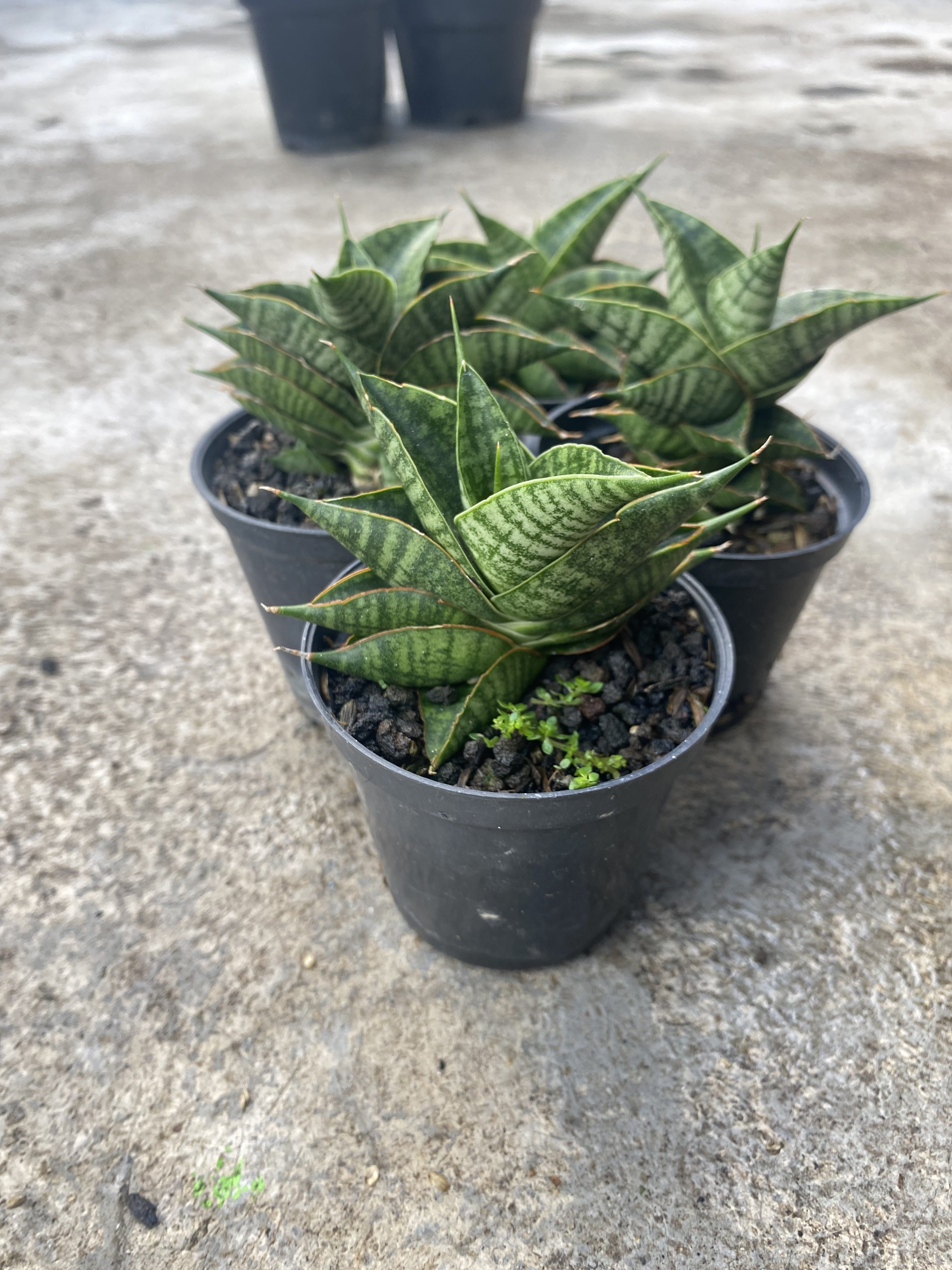 Sansevieria Sindoro size 8 cm, real gallery image #1 plants. Picture taken directly from kaktus.id community Sansevieria farmer green houses.