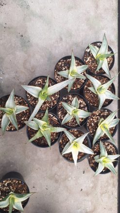 Sansevieria Snow White Size 10 Cm, real gallery image #19 plants. Picture taken directly from kaktus.id community Sansevieria farmer green houses.