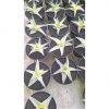 Sansevieria Snow White Size 12 Cm, real feature image plant. Picture taken directly from kaktus.id community Sansevieria farmer green houses.