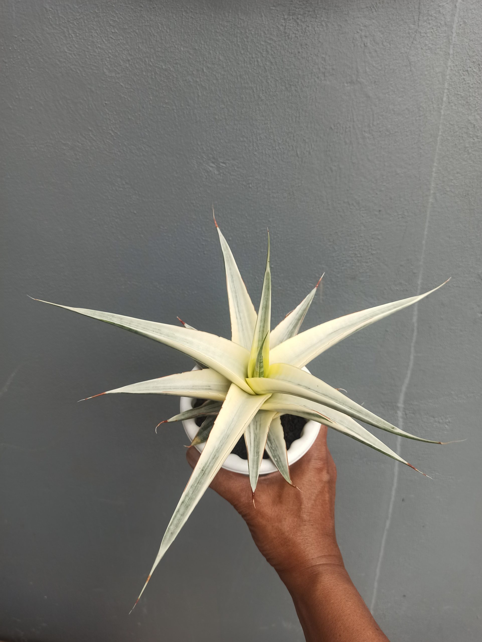 Sansevieria Snow White Size 20 Cm, real gallery image #1 plants. Picture taken directly from kaktus.id community Sansevieria farmer green houses.
