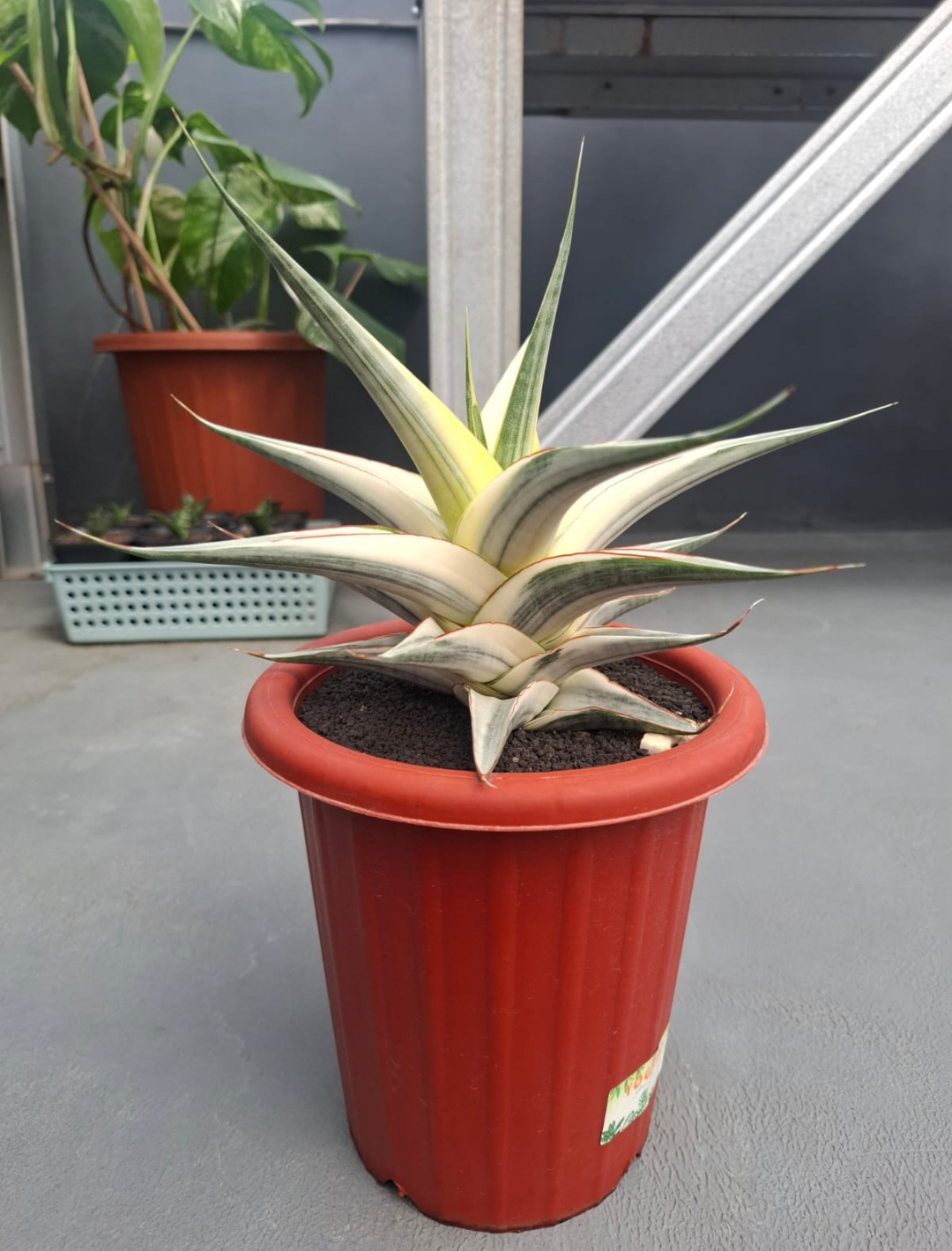 Sansevieria Snow White Size 30 Cm, real gallery image #1 plants. Picture taken directly from kaktus.id community Sansevieria farmer green houses.