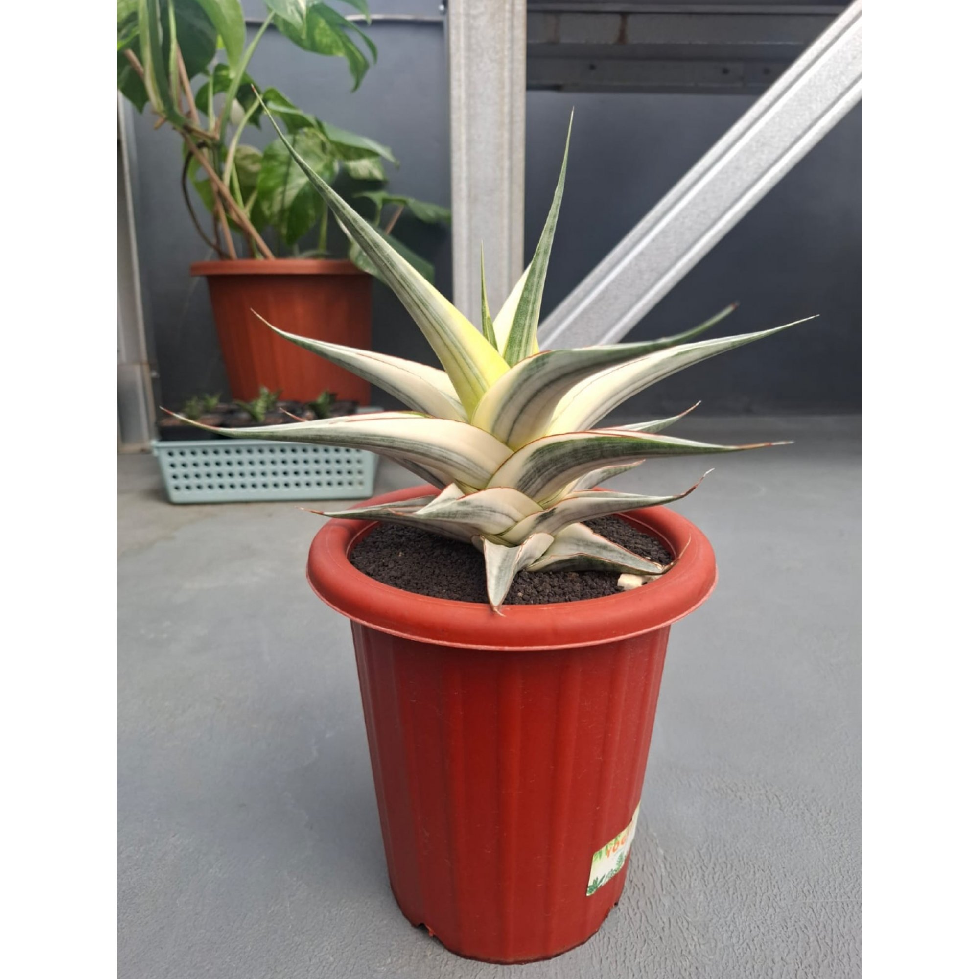 Sansevieria Snow White Size 30 Cm, real feature image plant. Picture taken directly from kaktus.id community Sansevieria farmer green houses.