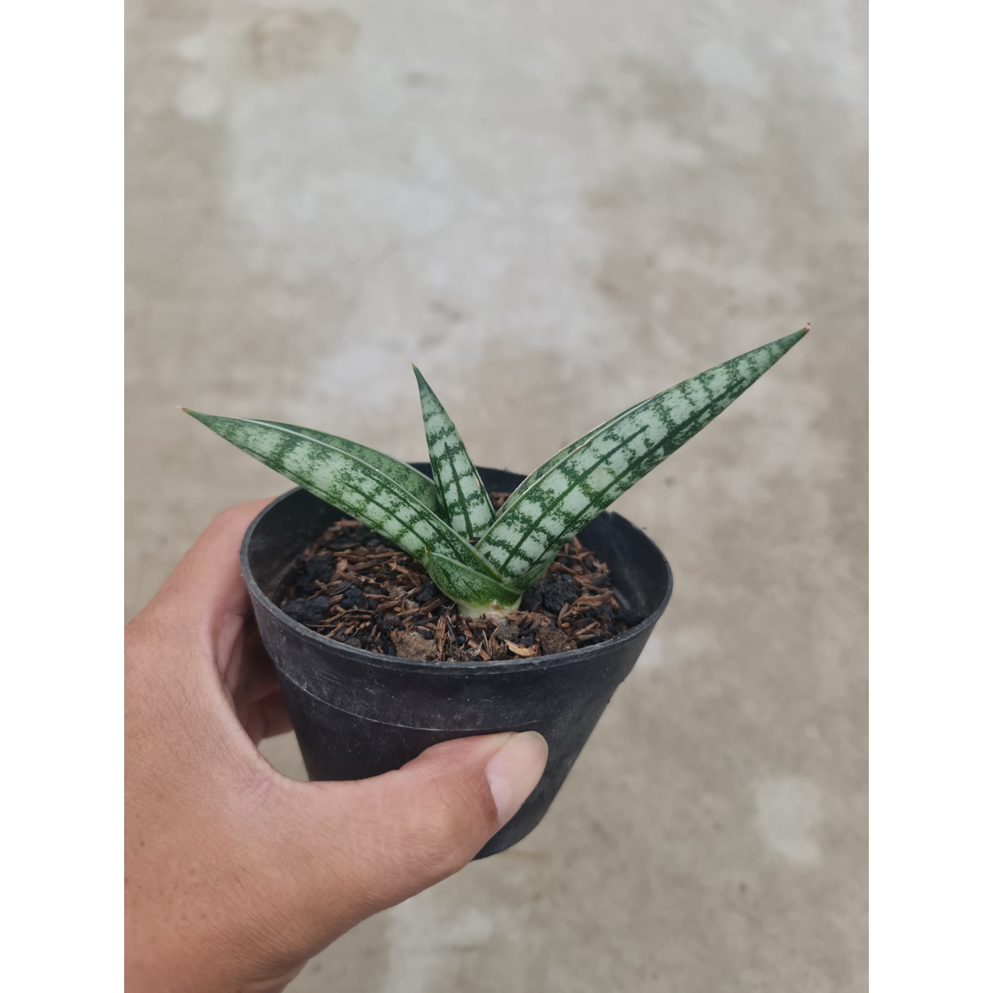 Sansevieria Spartagus, real feature image plant. Picture taken directly from kaktus.id community Sansevieria farmer green houses.
