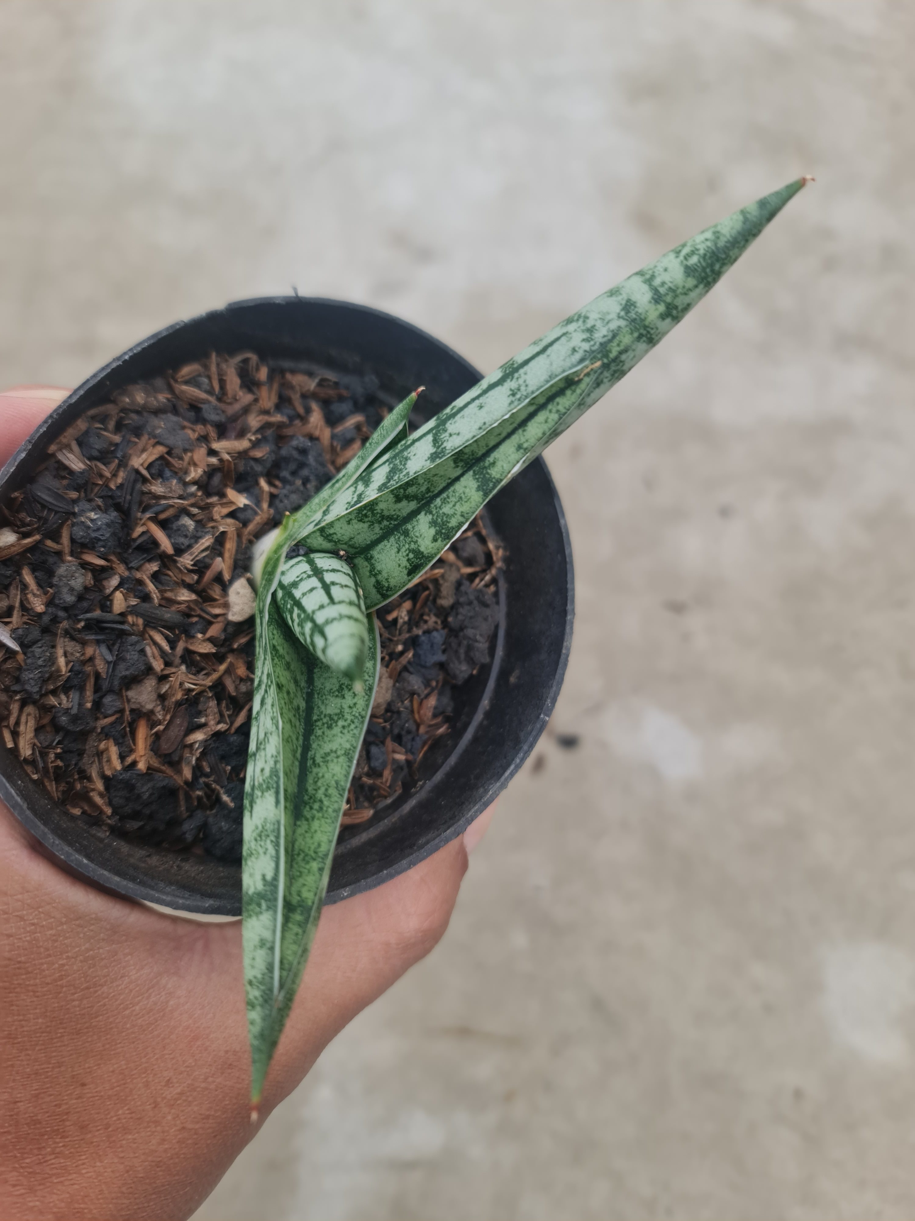 Sansevieria Spartagus, real gallery image #1 plants. Picture taken directly from kaktus.id community Sansevieria farmer green houses.
