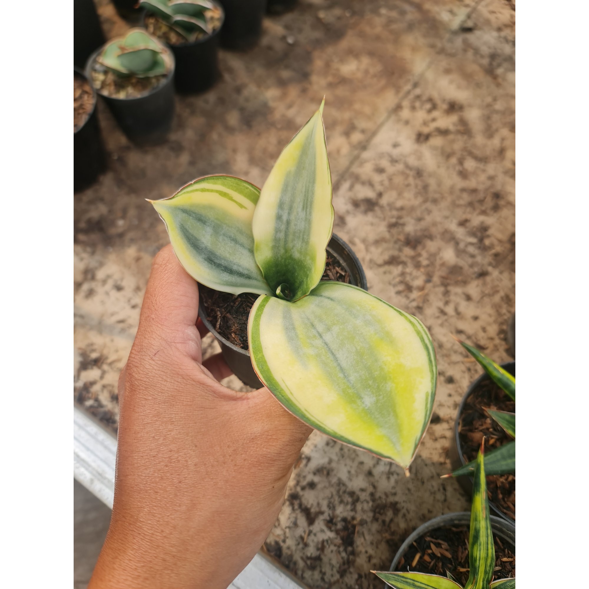 Sansevieria Sudwala White Variegated, real feature image plant. Picture taken directly from kaktus.id community Sansevieria farmer green houses.