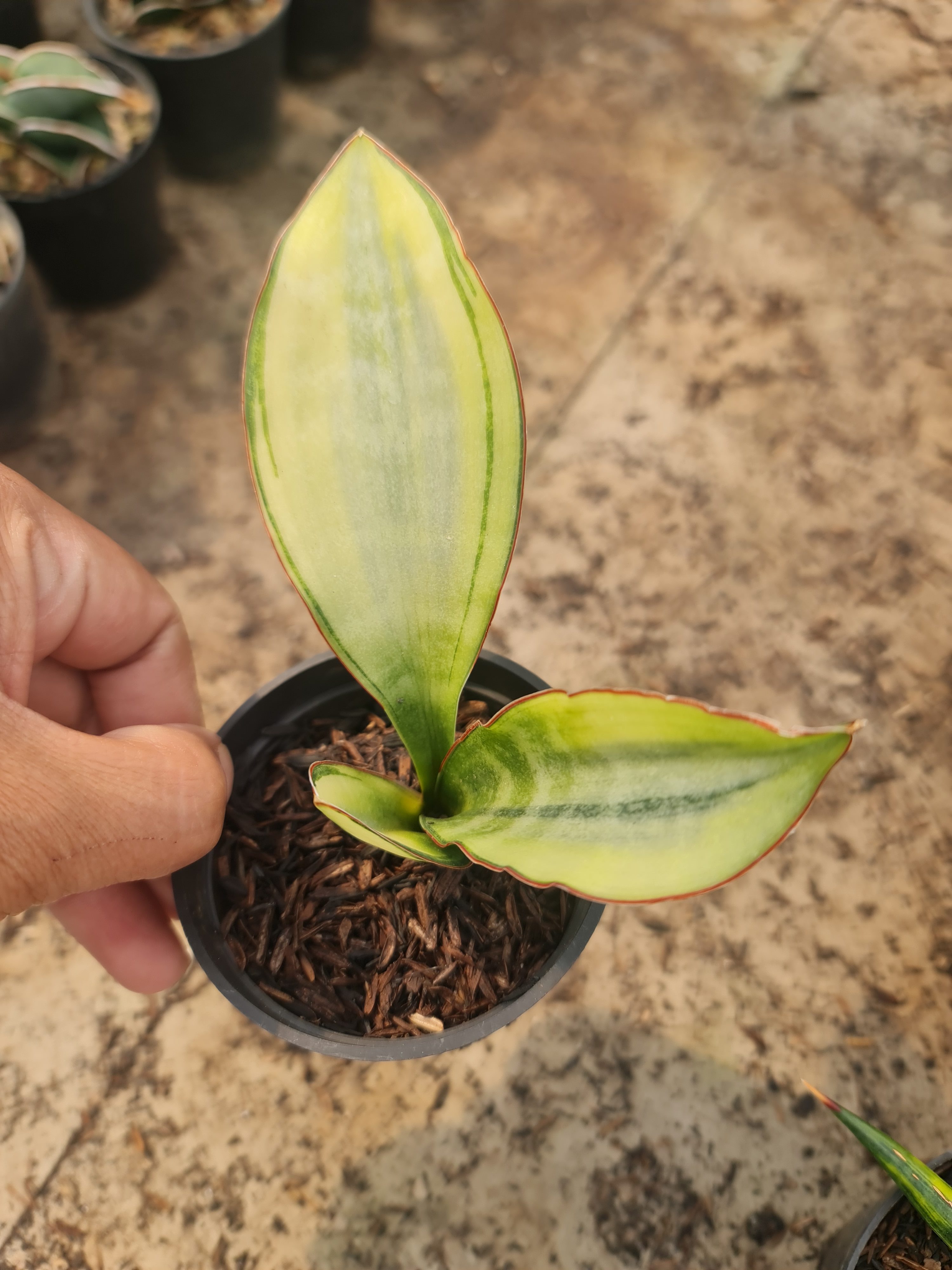 Sansevieria Sudwala White Variegated, real gallery image #1 plants. Picture taken directly from kaktus.id community Sansevieria farmer green houses.