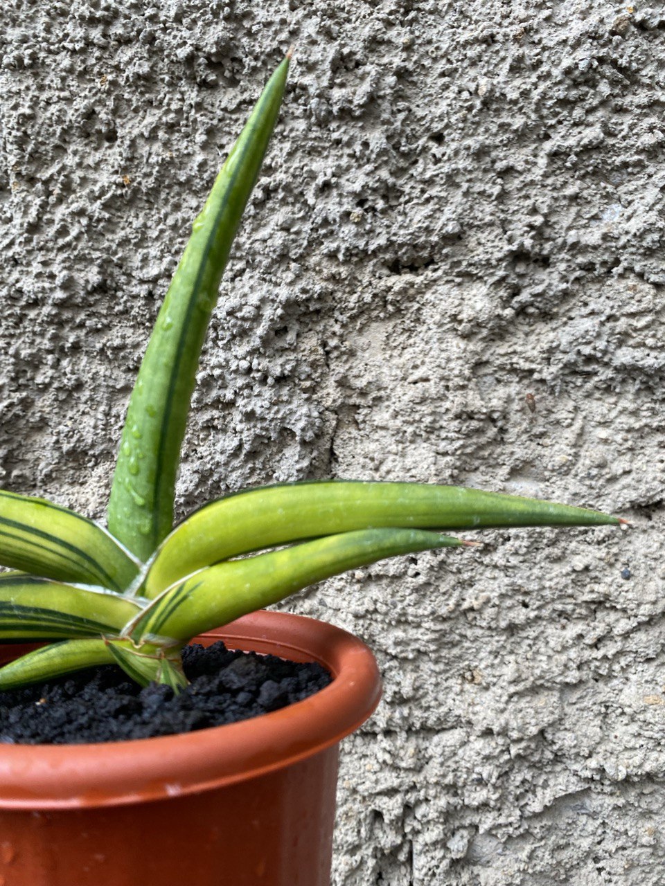 Sansevieria Sufru size 17 cm, real gallery image #1 plants. Picture taken directly from kaktus.id community Sansevieria farmer green houses.