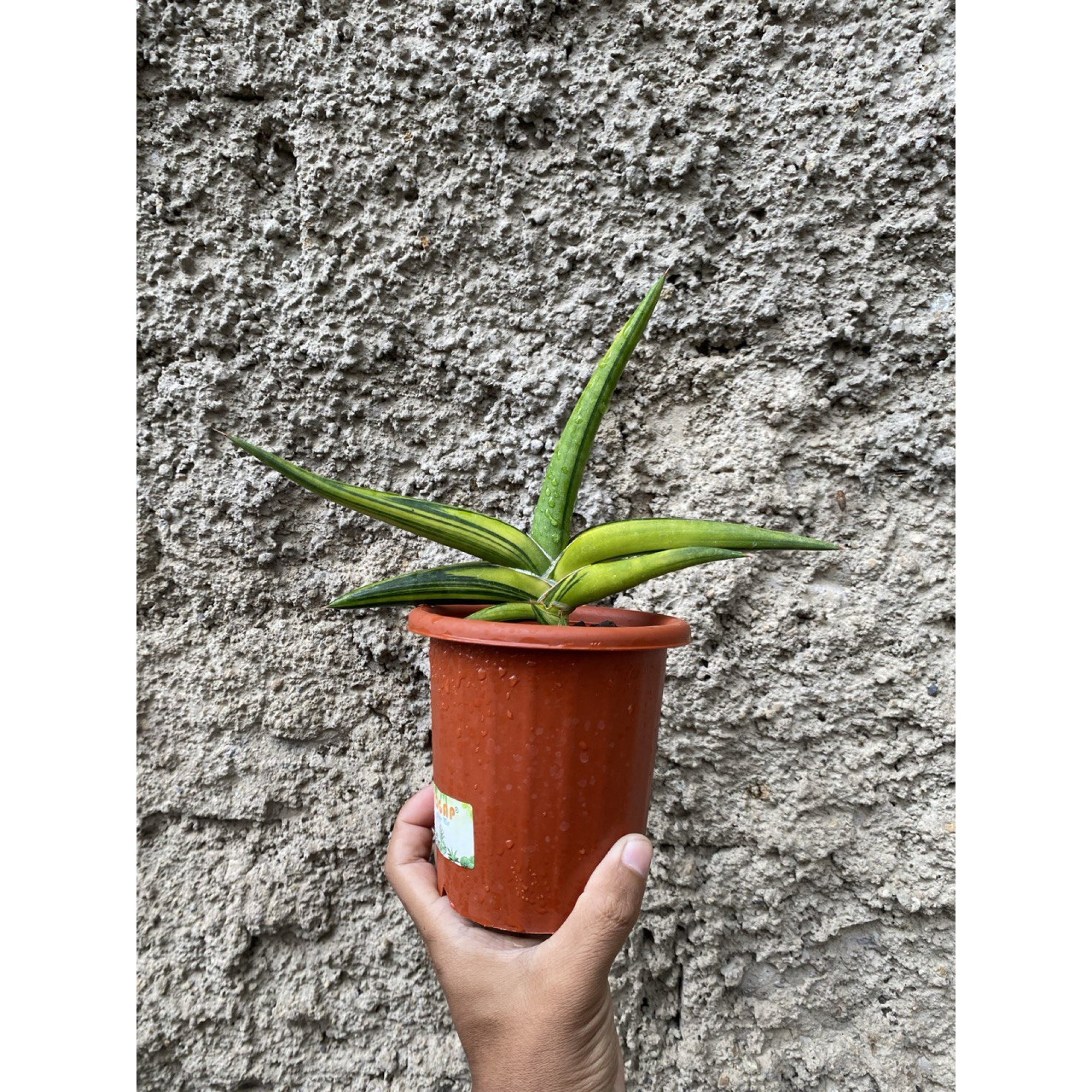 Sansevieria Sufru size 17 cm, real feature image plant. Picture taken directly from kaktus.id community Sansevieria farmer green houses.