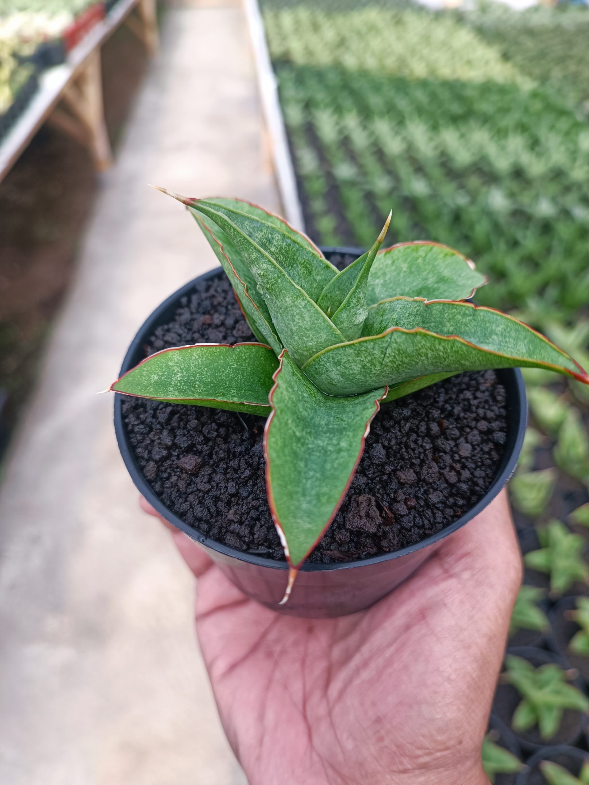 Sansevieria Tambora, real gallery image #1 plants. Picture taken directly from kaktus.id community Sansevieria farmer green houses.
