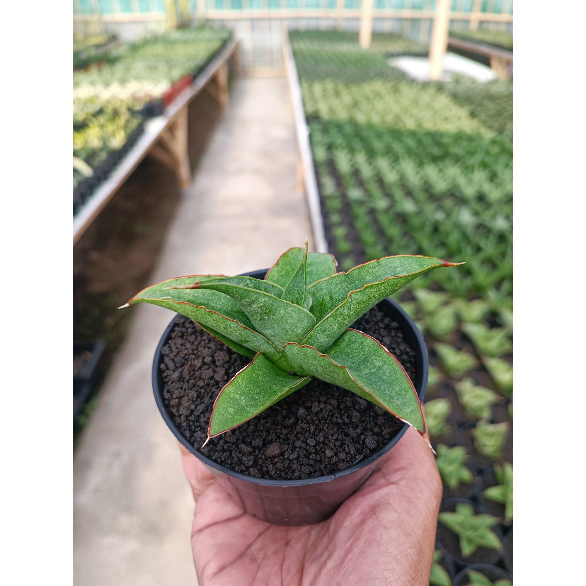 Sansevieria Tambora, real feature image plant. Picture taken directly from kaktus.id community Sansevieria farmer green houses.