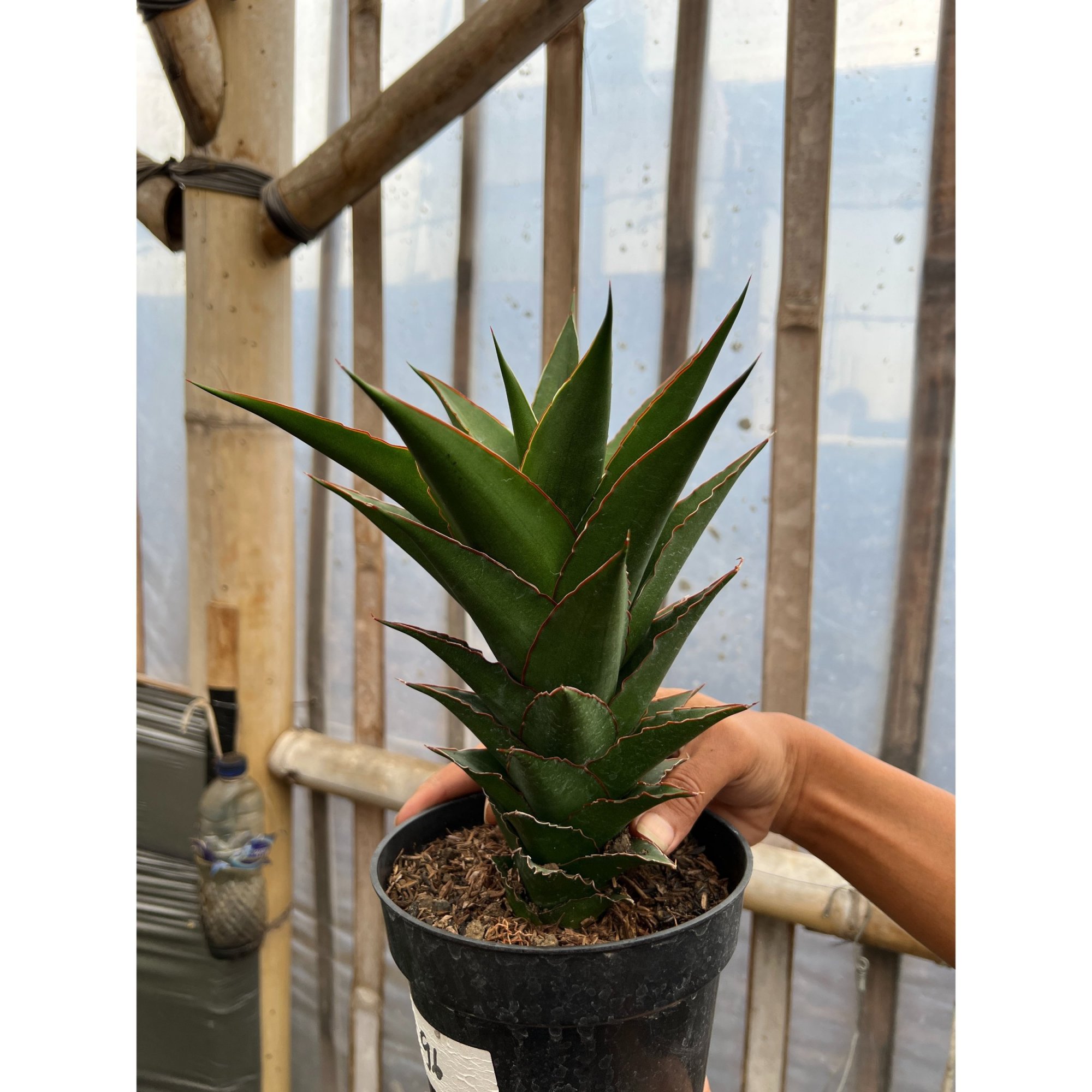 Sansevieria Teacher, real feature image plant. Picture taken directly from kaktus.id community Sansevieria farmer green houses.